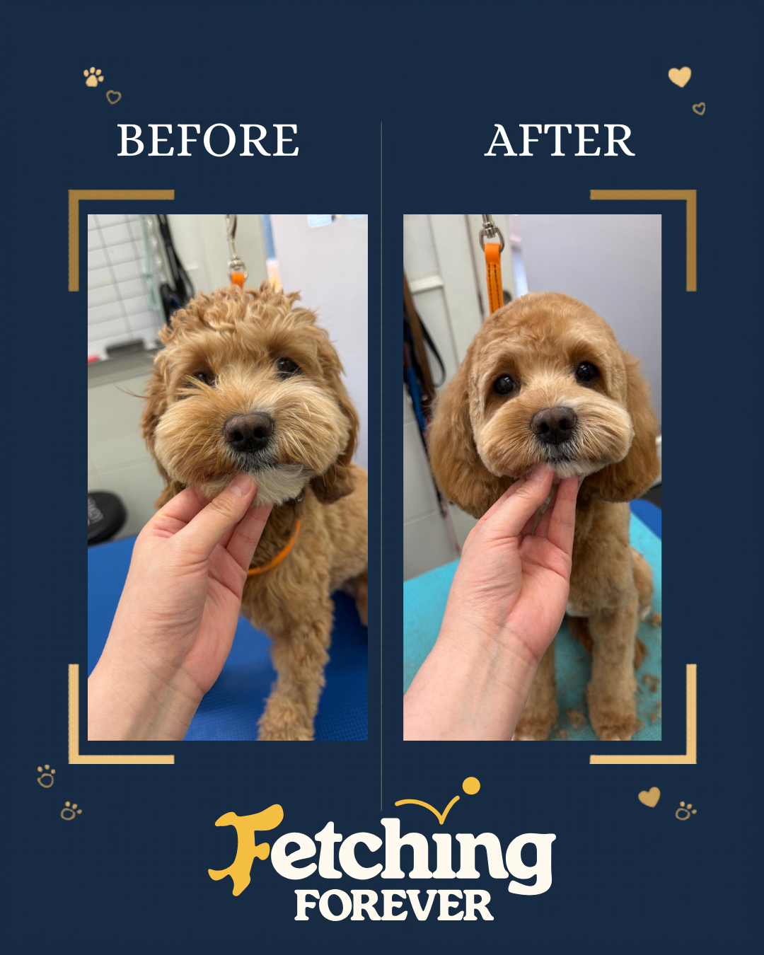 Before and after photos of a small, curly-haired dog, showcasing incredible grooming and trimming. The background includes a grooming table and salon tools, the grooming is the best at 'Fetching Forever' in Vancouver BC.