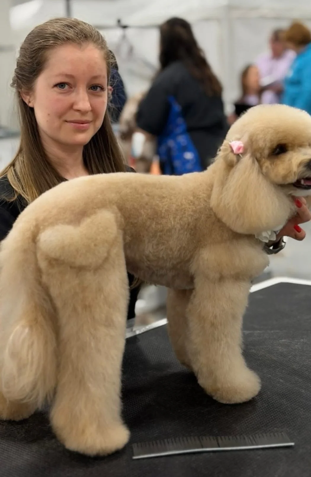 A wonderfully groomed poodle by Alina at the West Coast Groom Show