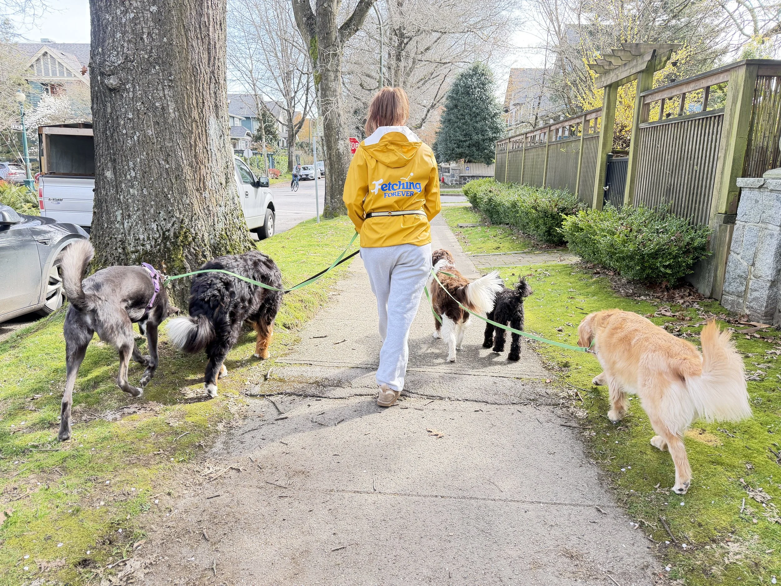 A person wearing a yellow jacket from 'Fetching Forever' is walking five dogs on leashes on a sidewalk in a Vancouver Westside neighborhood with trees, cars, and houses.
