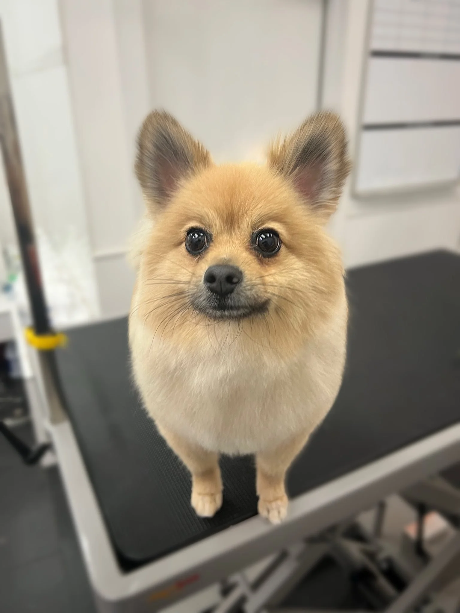 A cute, fluffy Pomeranian dog with pointy ears, standing on a grooming table indoors.