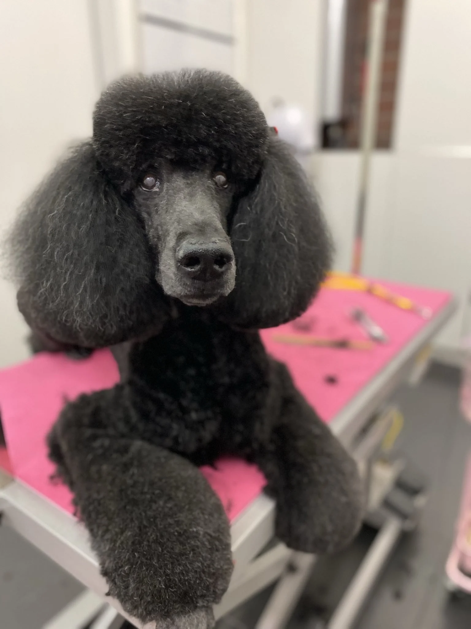 Black poodle with a fluffy haircut sitting on a pink grooming table.