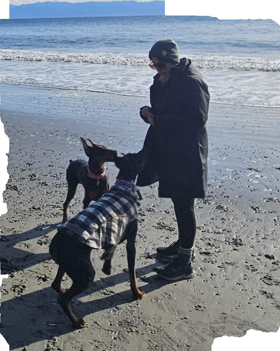 Two doberman pinchers wait for their next command at the beach