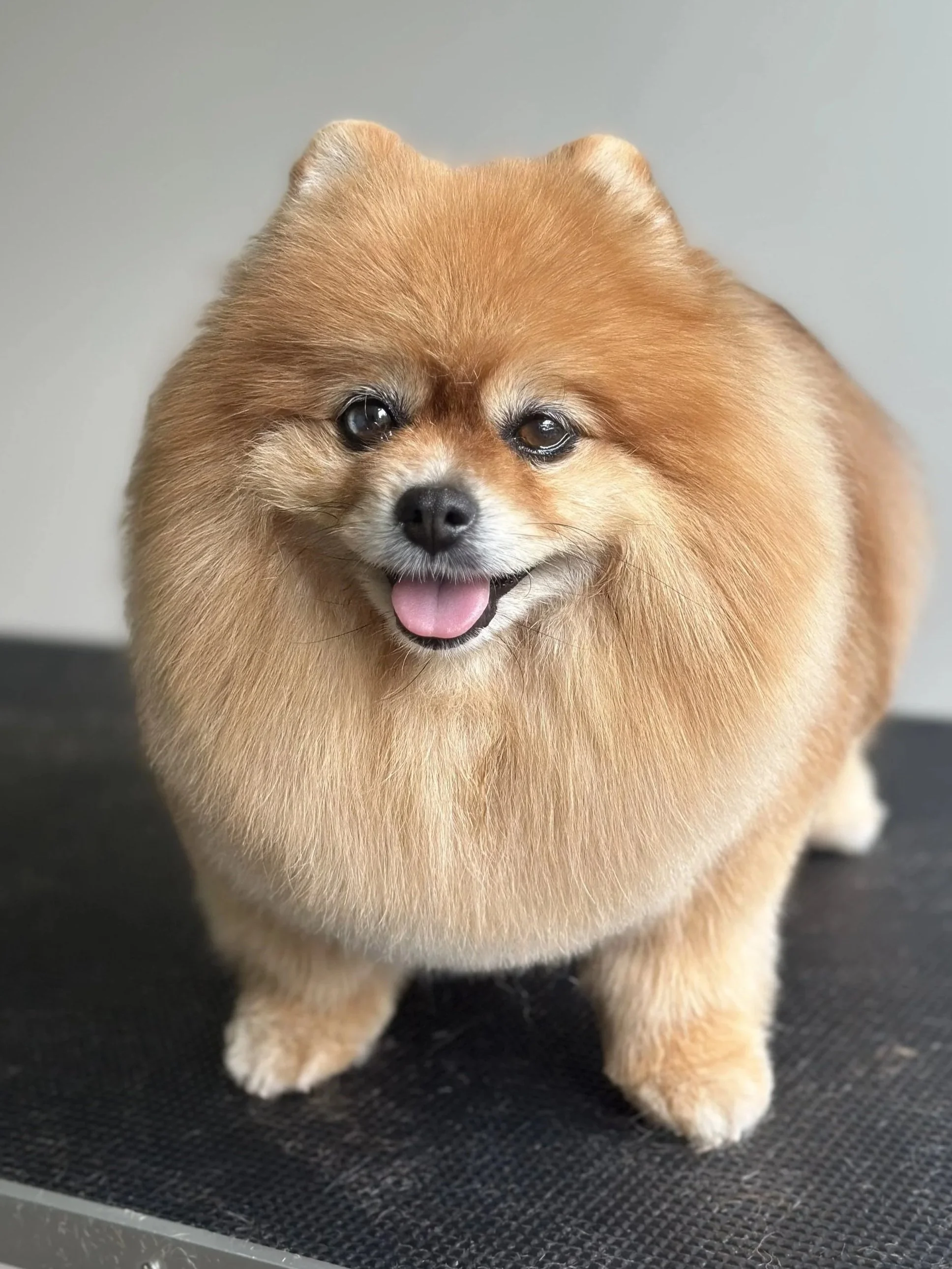 A fluffy Pomeranian dog with a happy expression, tongue out, and standing on a black textured surface.