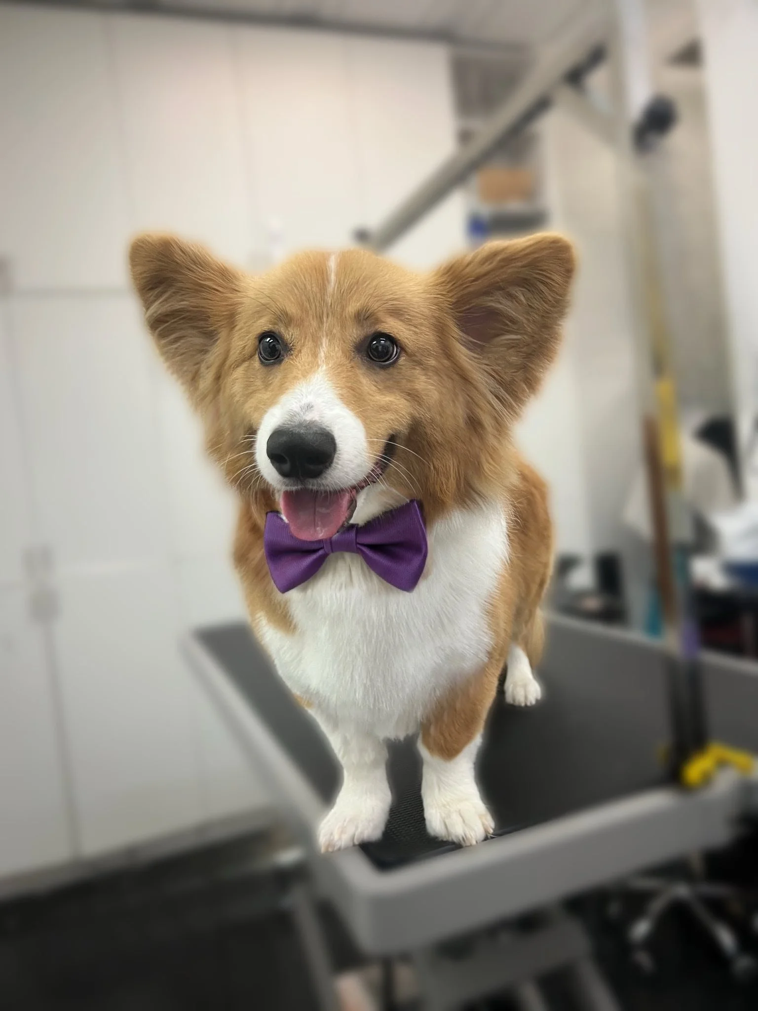 A happy Pembroke Welsh Corgi dog with a purple bow tie standing on a grooming table in a pet grooming shop.