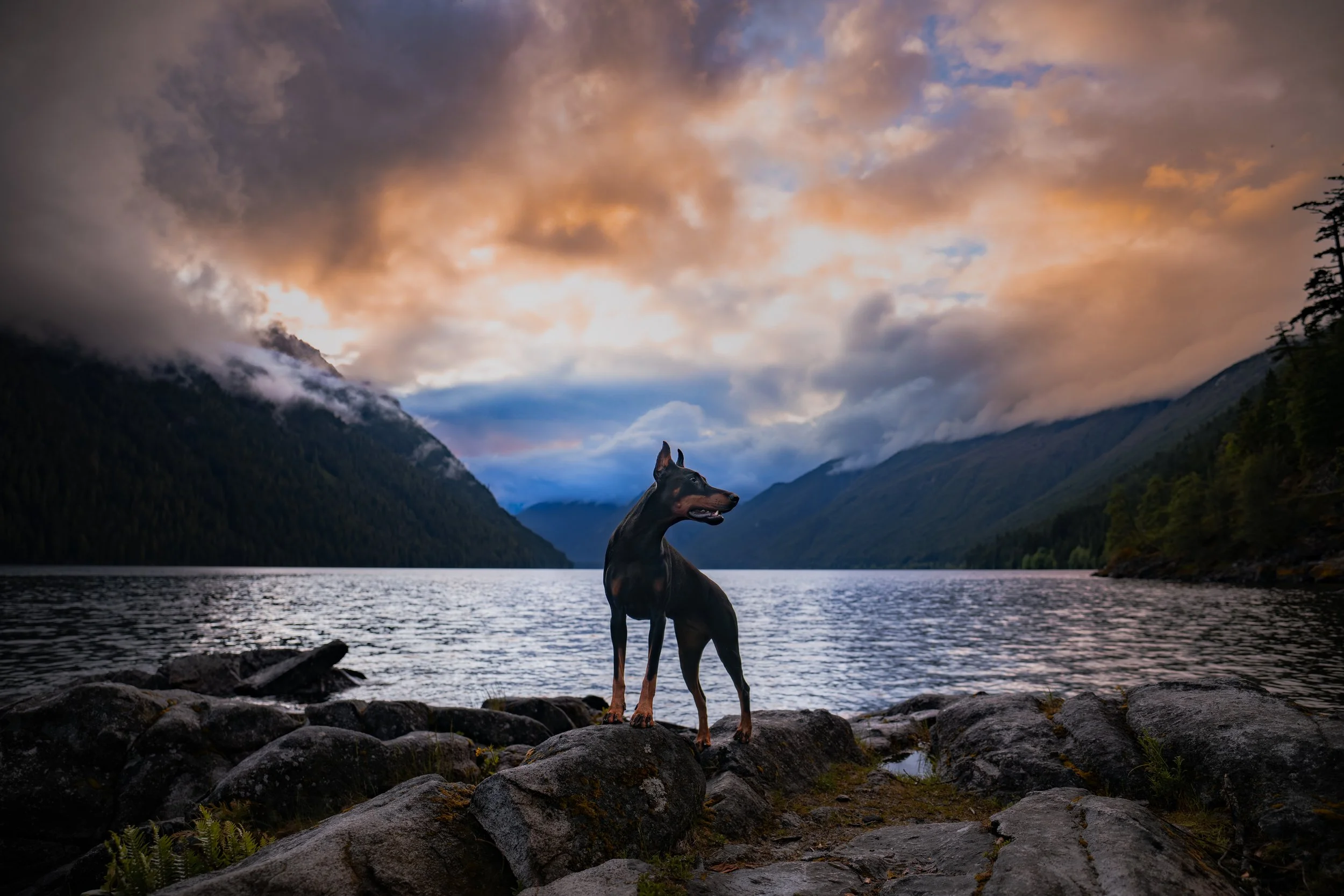 The Good Mutt Photography - The best pictures of your best friend out ...