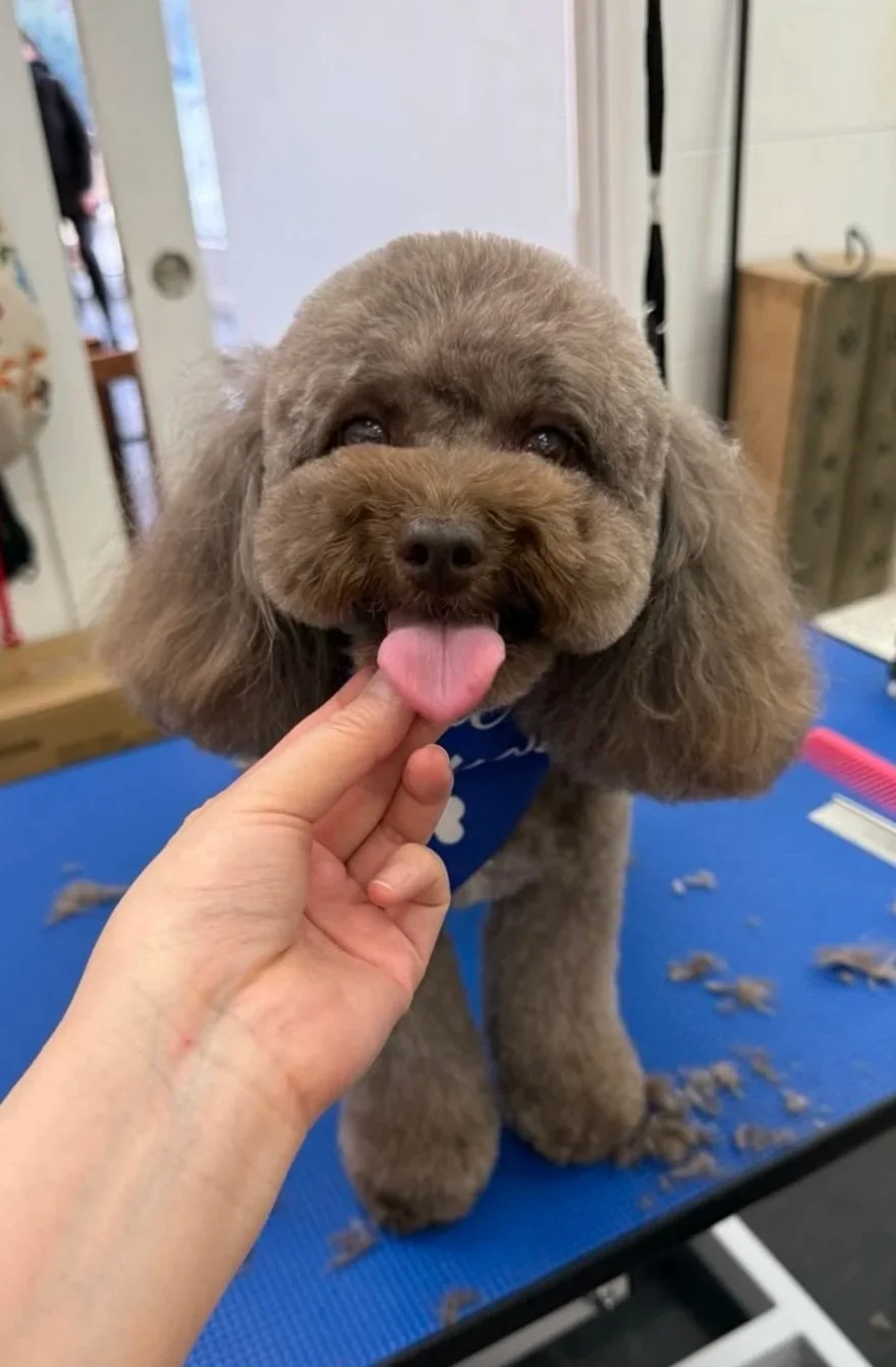 A beautiful Japanese Master Groom at Fetching Forever in Cambie Village. Home of the best grooms in Vancouver