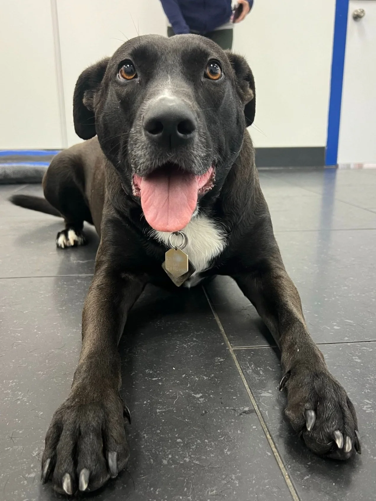 A black and gray dog with amber eyes, wearing a pink harness, standing on a stone wall in a park.