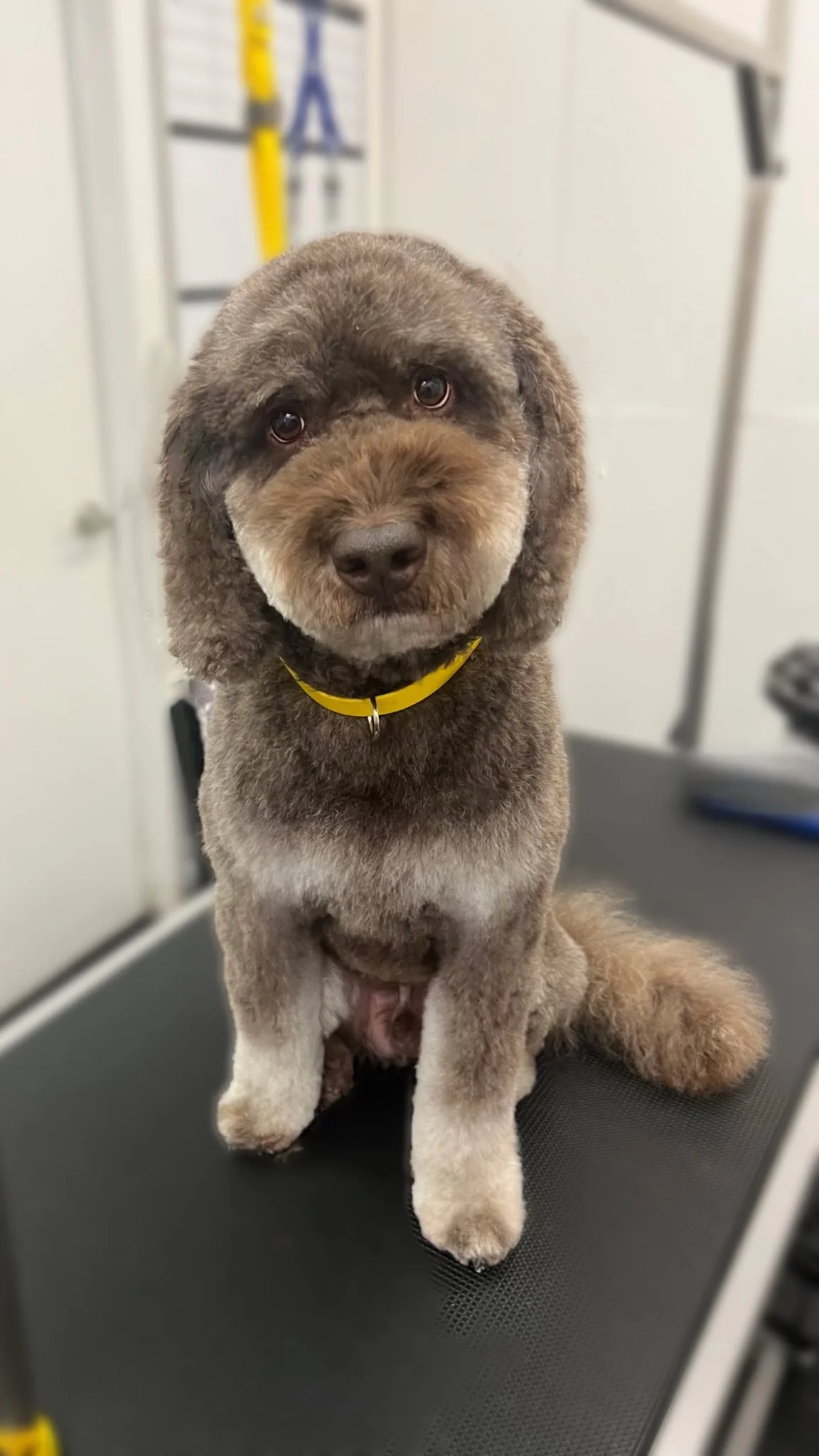 A cute, fluffy dog with a brown and gray coat sitting on a grooming table, looking directly at the camera with a curious expression.