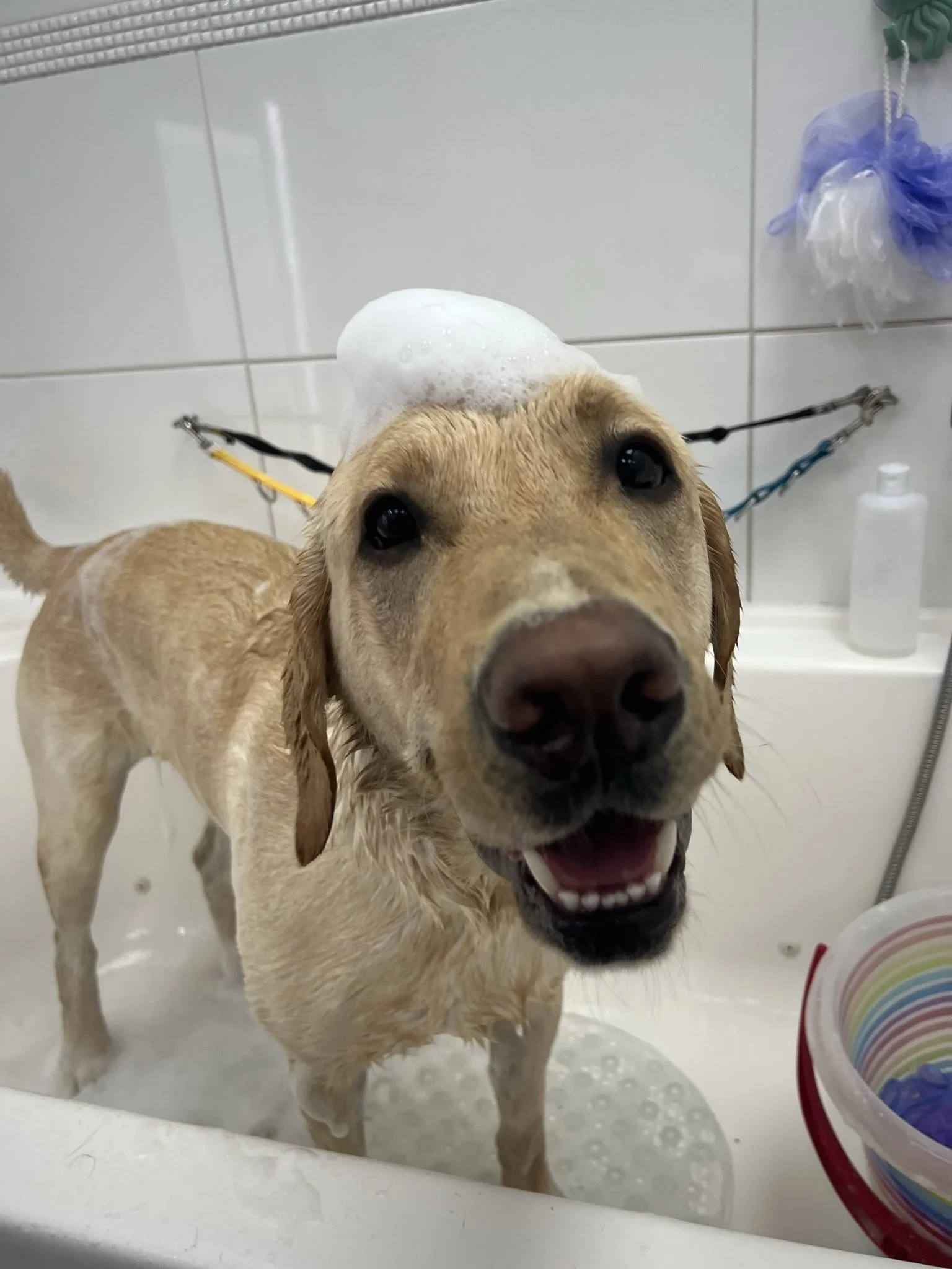 A happy golden retriever dog with soap foam on its head, standing in a bathtub during a bath.