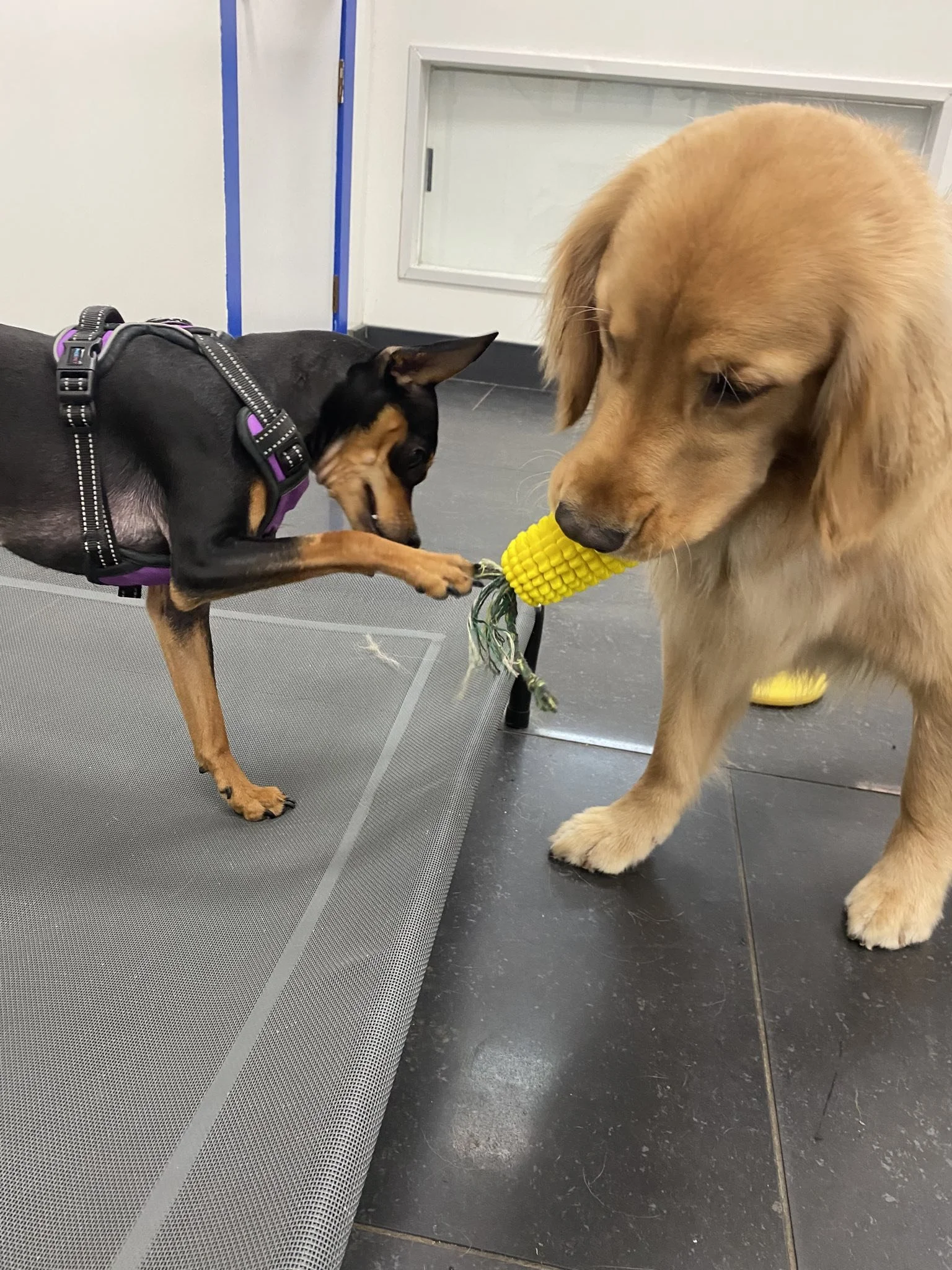 Two dogs, one is a min-pin the other is a retriever, they are having great time at Dog Daycare in Vancouver..