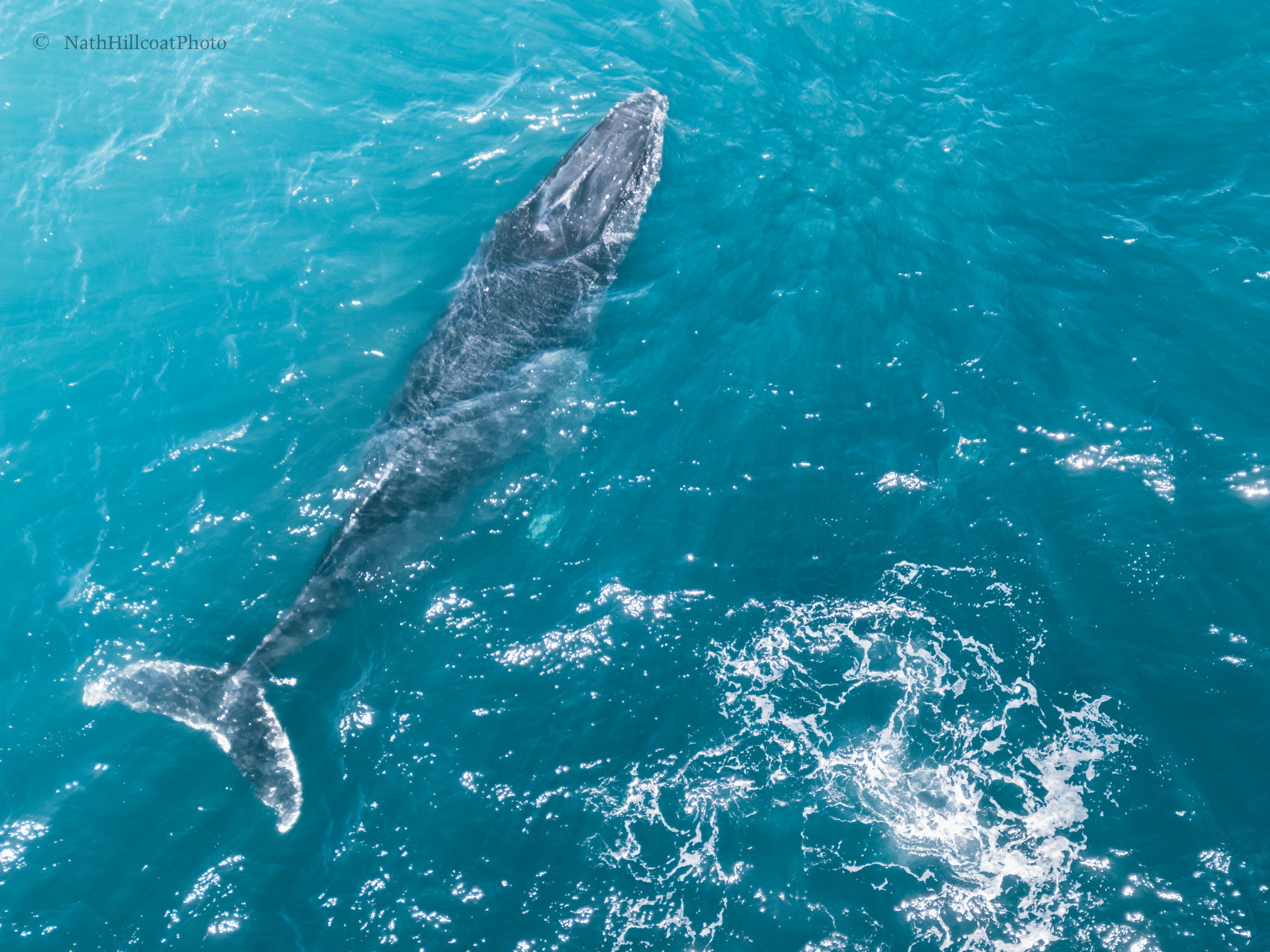 Whale