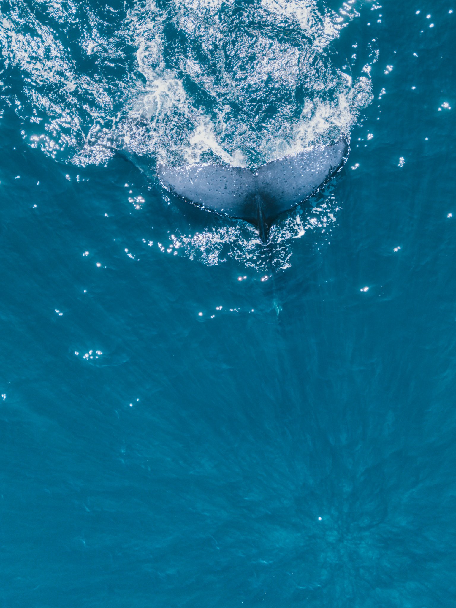 Whale Tail