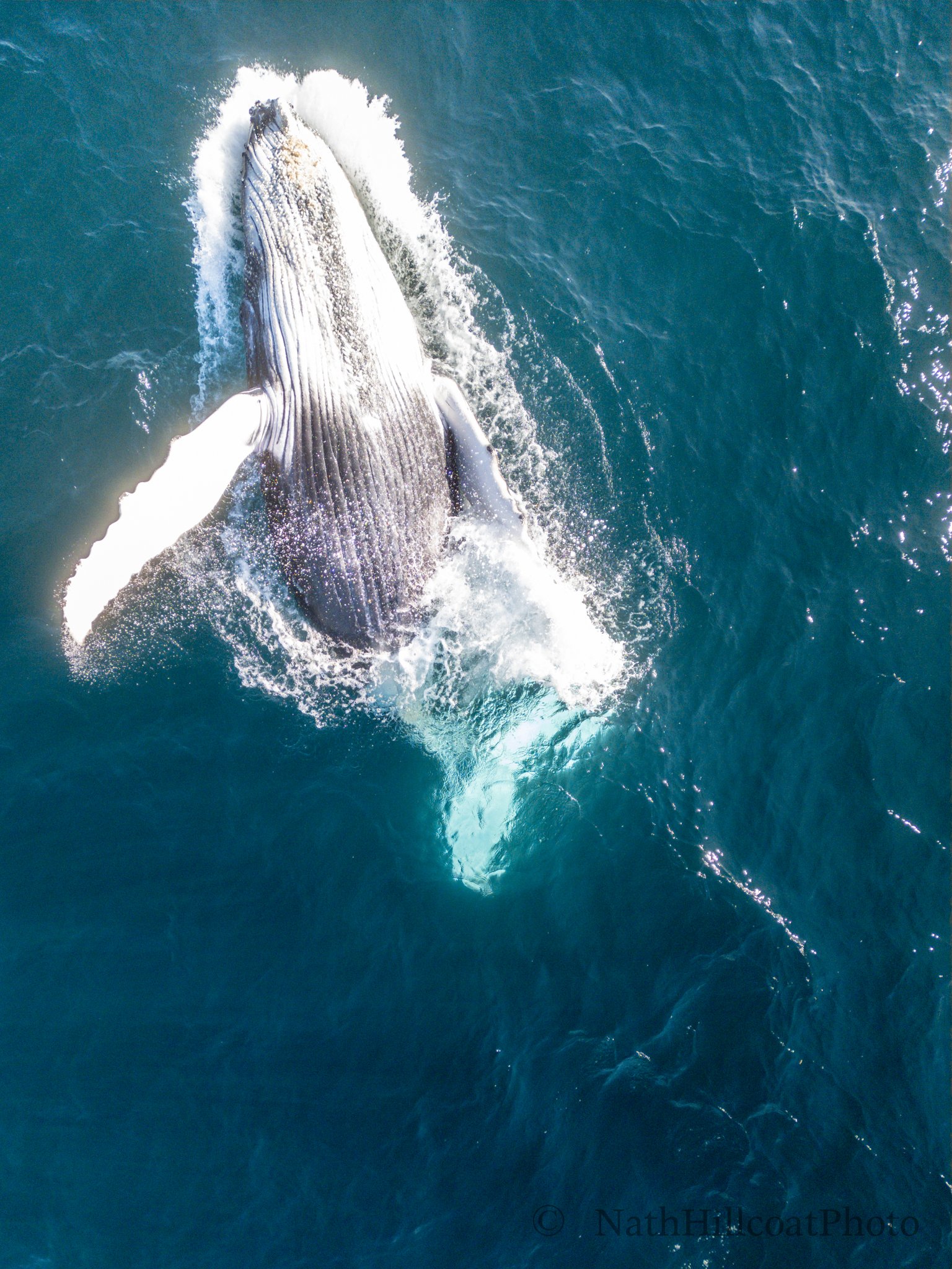 Humpback Jump