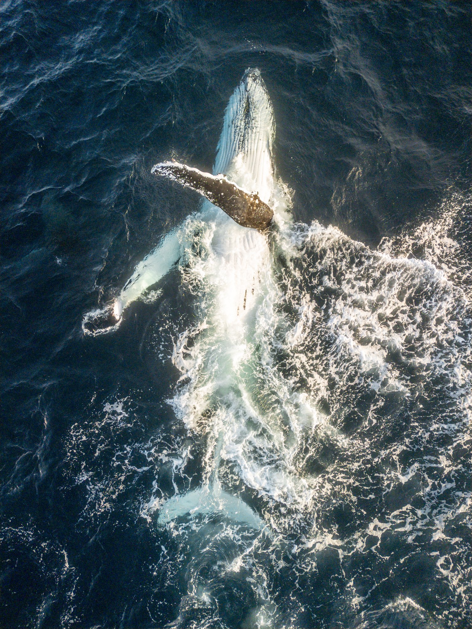 Whale