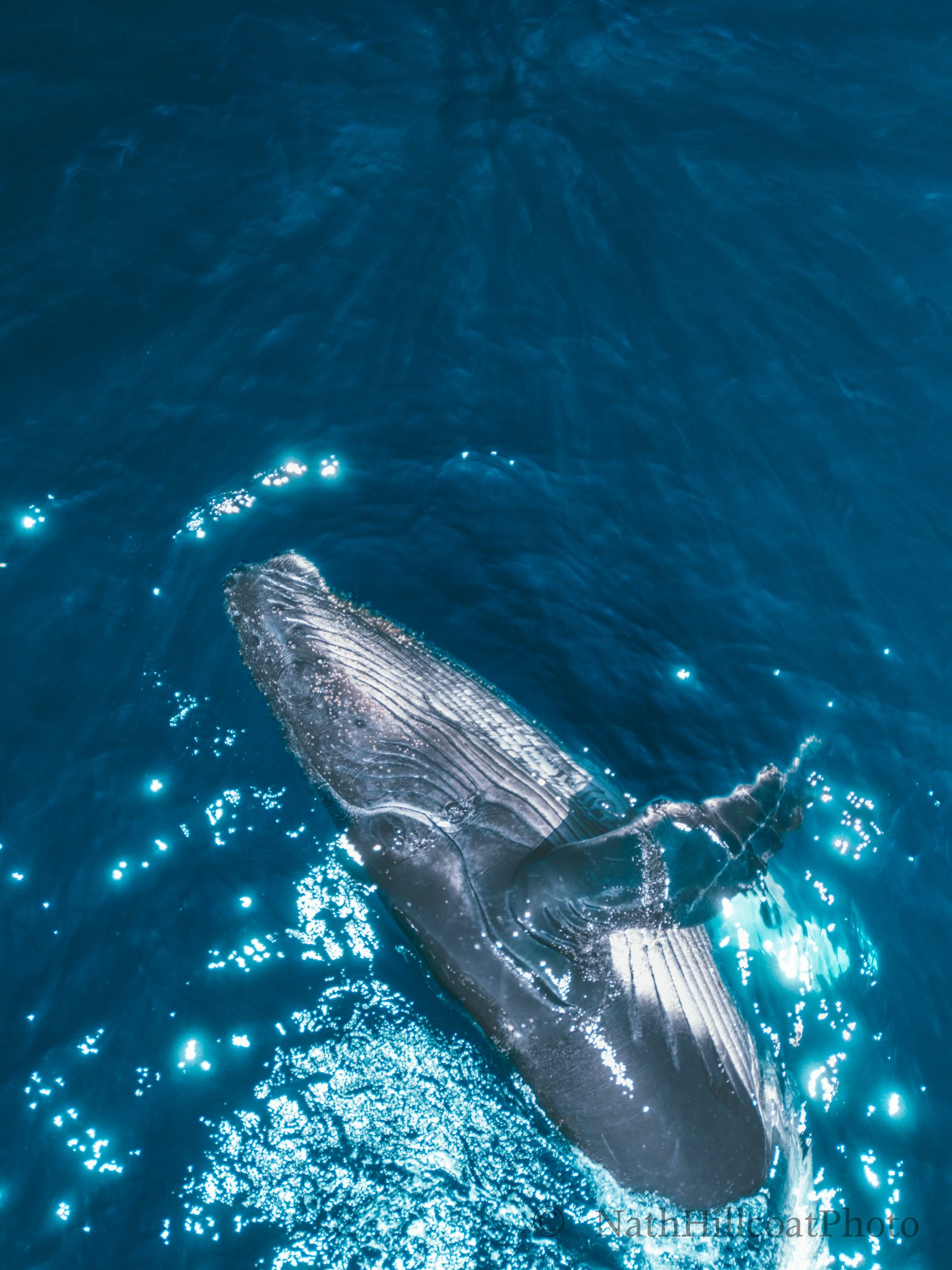Whale