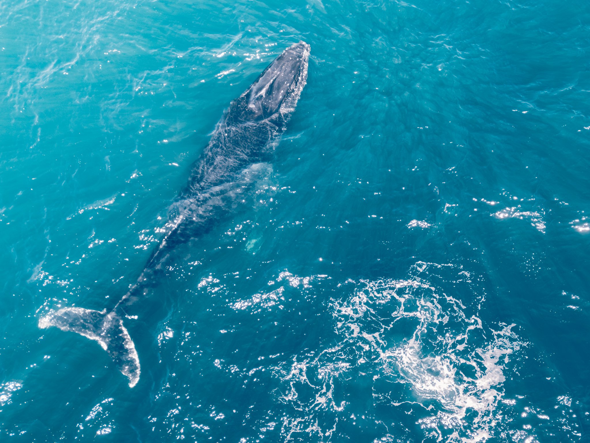 Whale