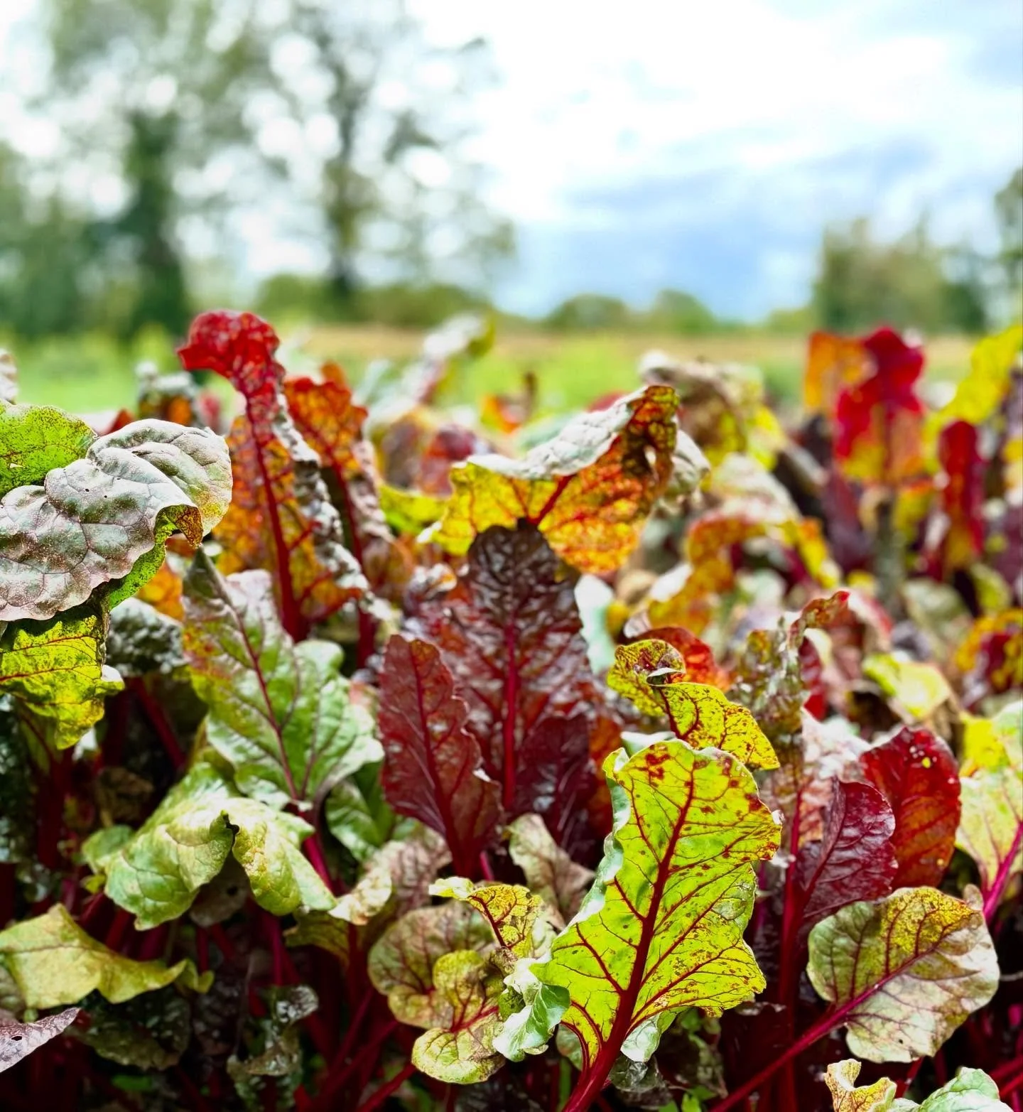 Garden-to-table 🌱🧬

This week I visited The Pig @the_pig_hotels and was lucky enough to join their garden tour before a delicious lunch, such a treat and a living example of how nutrient density begins with soil. The mineral composition, microbial 