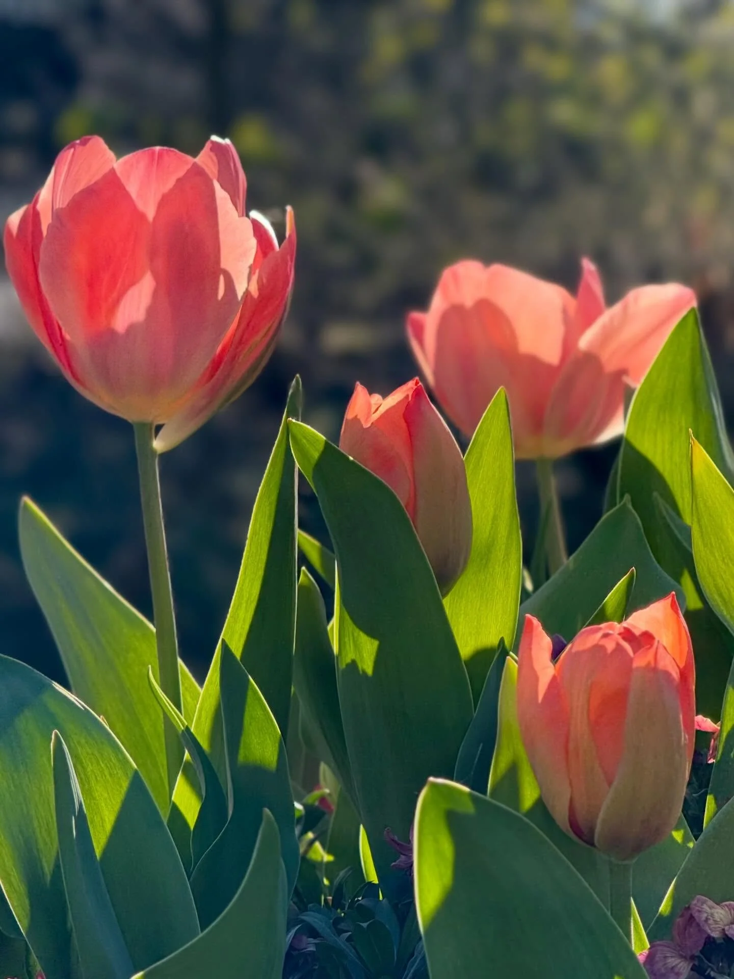 Spring is here&mdash;and you can feel it 🌱
That first fresh green does something to the soul. Mother Nature is waking up, and I find myself craving the same kind of vibrant, nourishing energy on my plate.

Lately it&rsquo;s all about the greens: a d