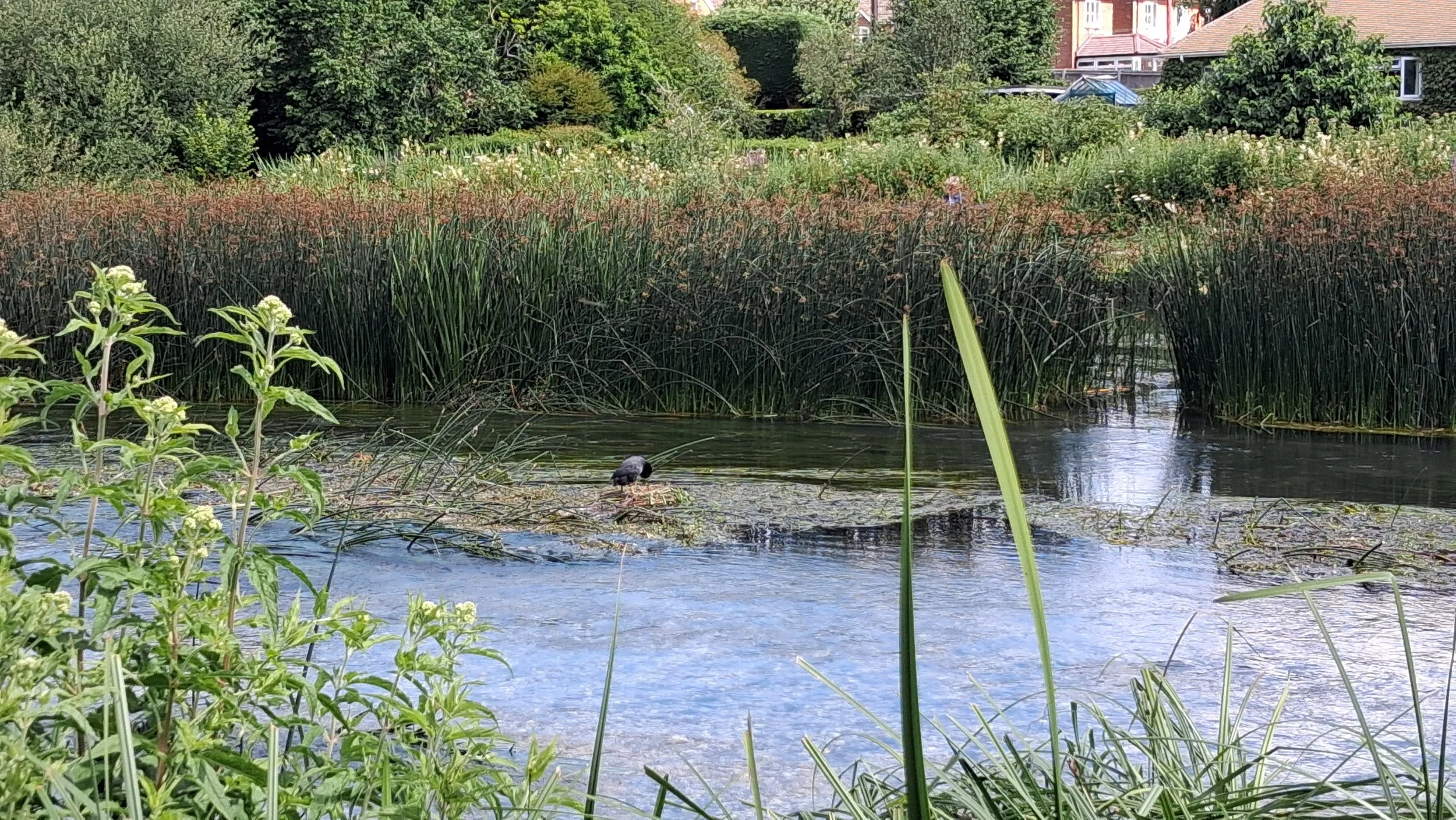West Berkshire Council’s Community Climate Forum Tour of Kennet Valley Wetland Reserve 4.jpg