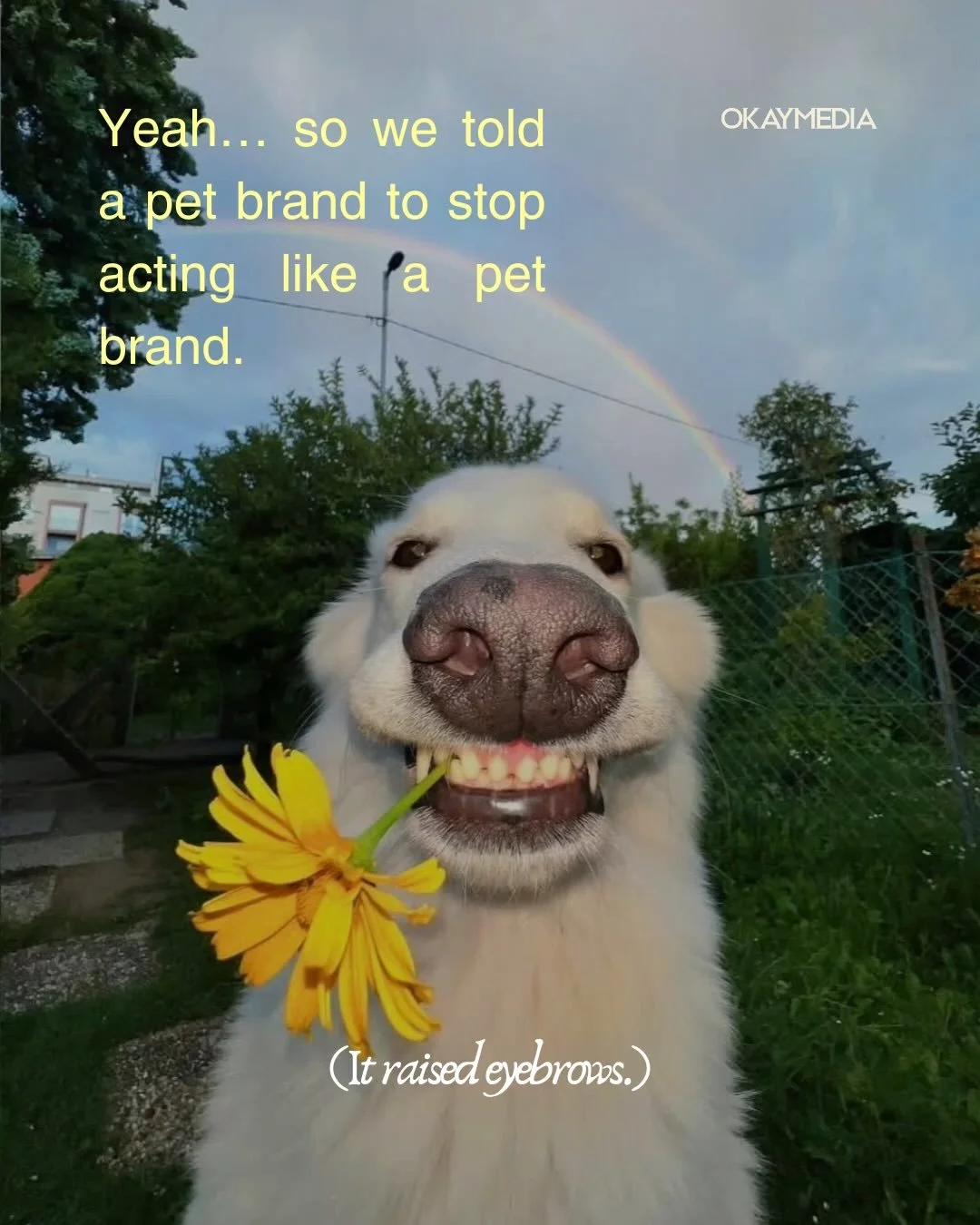 Let us explain? 🐩