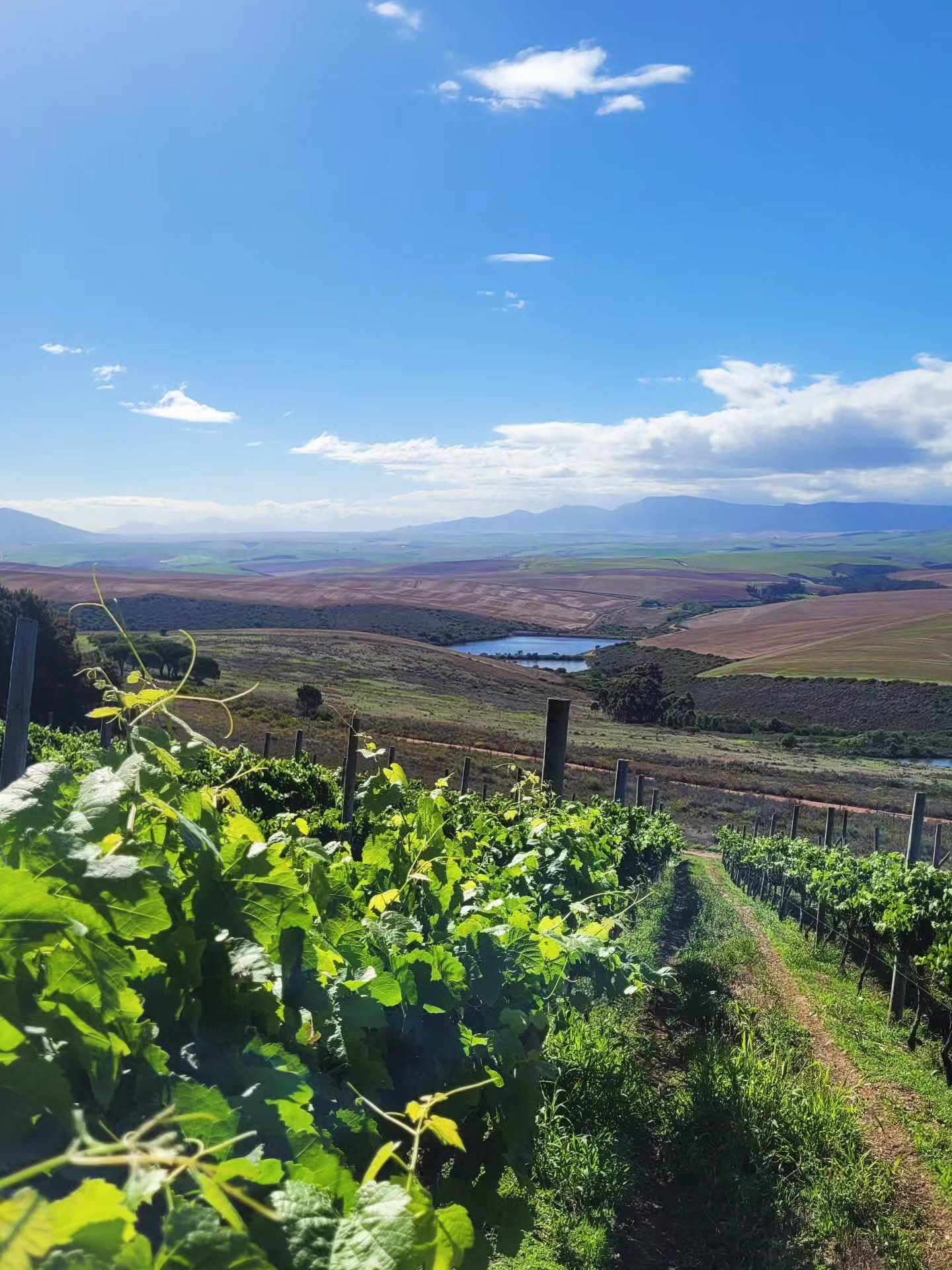 L&rsquo;Overberg.

Des vignes, du vent et l&rsquo;horizon pour seul voisin.
Ici, entre montagne et oc&eacute;an, la vigne apprend la patience.

C&rsquo;est dans ces paysages que sont n&eacute;es Benguela et Naalde 🍷
