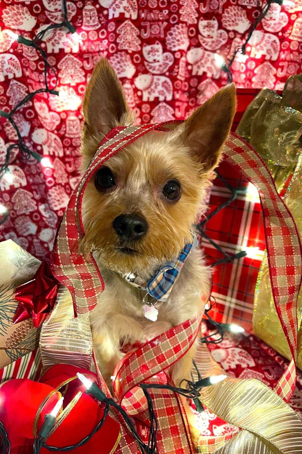 Tuff 2023 Christmas.jpg