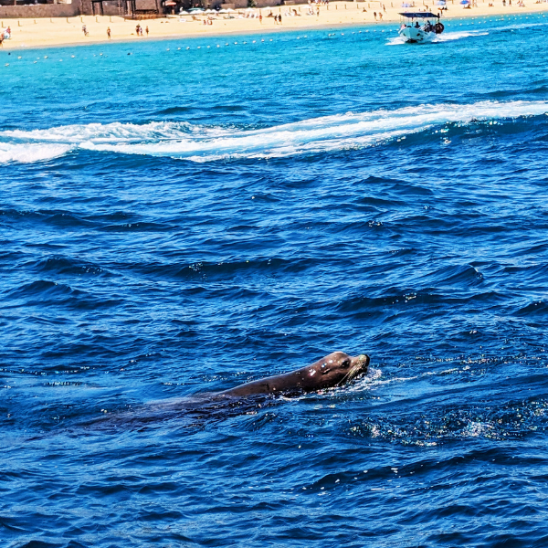 A sea lion swimming in the ocean near the shore with a sandy beach and people in the background.