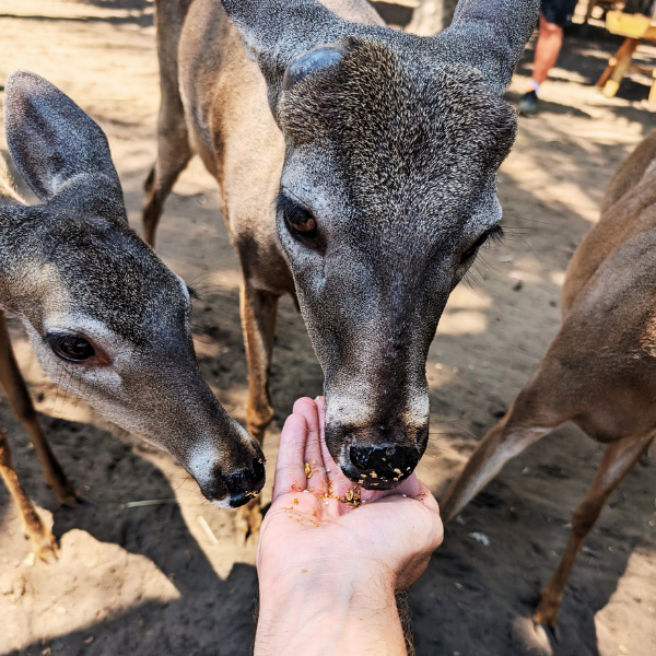 A person feeding deer with their hand in an outdoor setting.