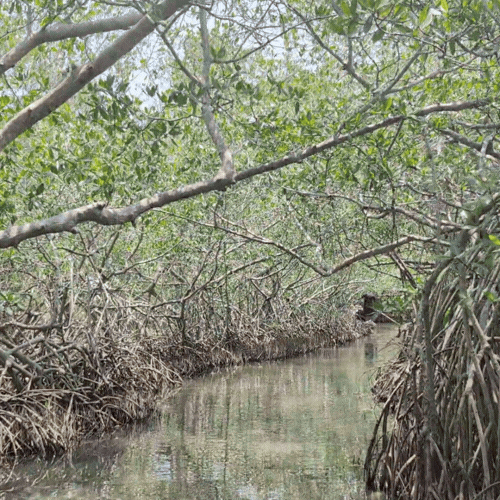 A narrow waterway surrounded by dense mangrove trees and shrubbery.