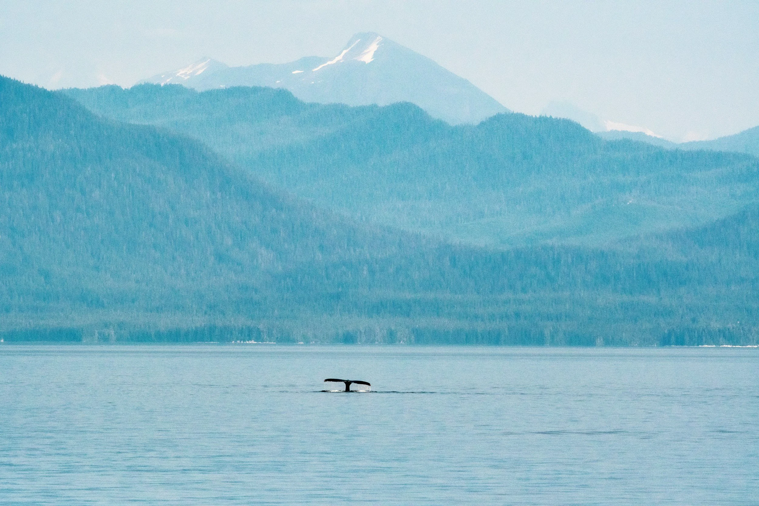 A whale breaches the water with snow-capped mountains in the background.
