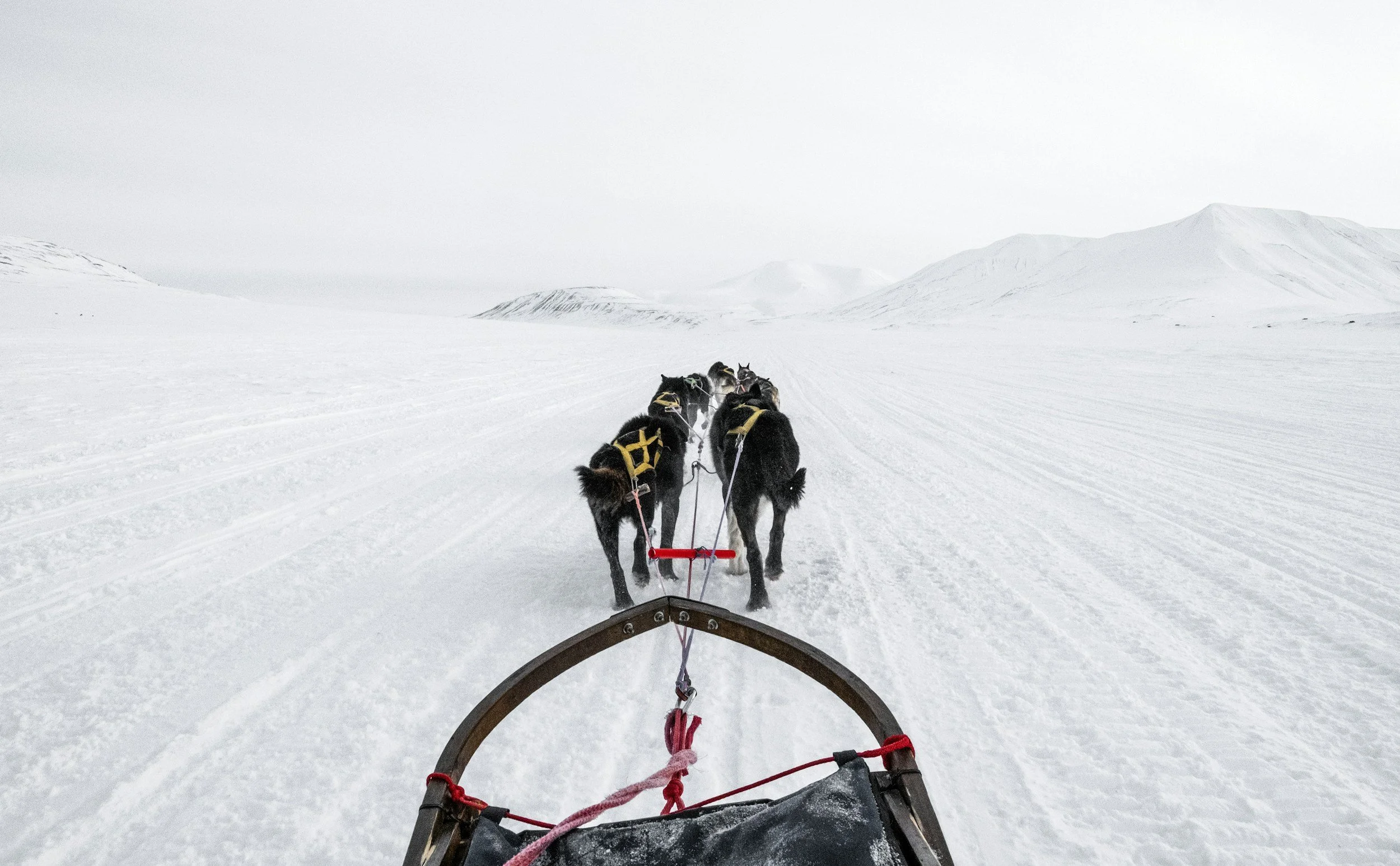 View from a sled on a snowy landscape, with a team of huskies pulling it through the snow, and distant snow-covered mountains under a cloudy sky.