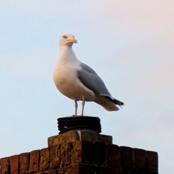 Seagull perched on a chimney top against a cloudy sky.