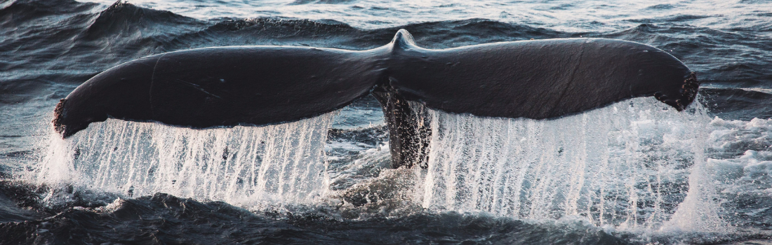 The tail of a whale breaching the ocean surface with water pouring off its fluke.
