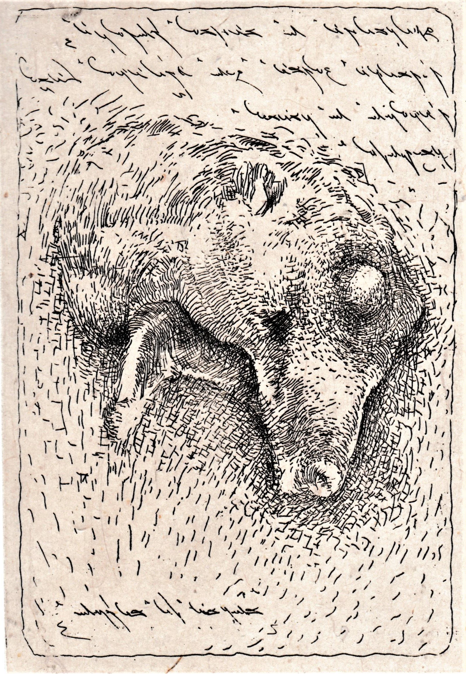 Testa d'orso, 1989. Acquaforte su zinco, mm 134x198