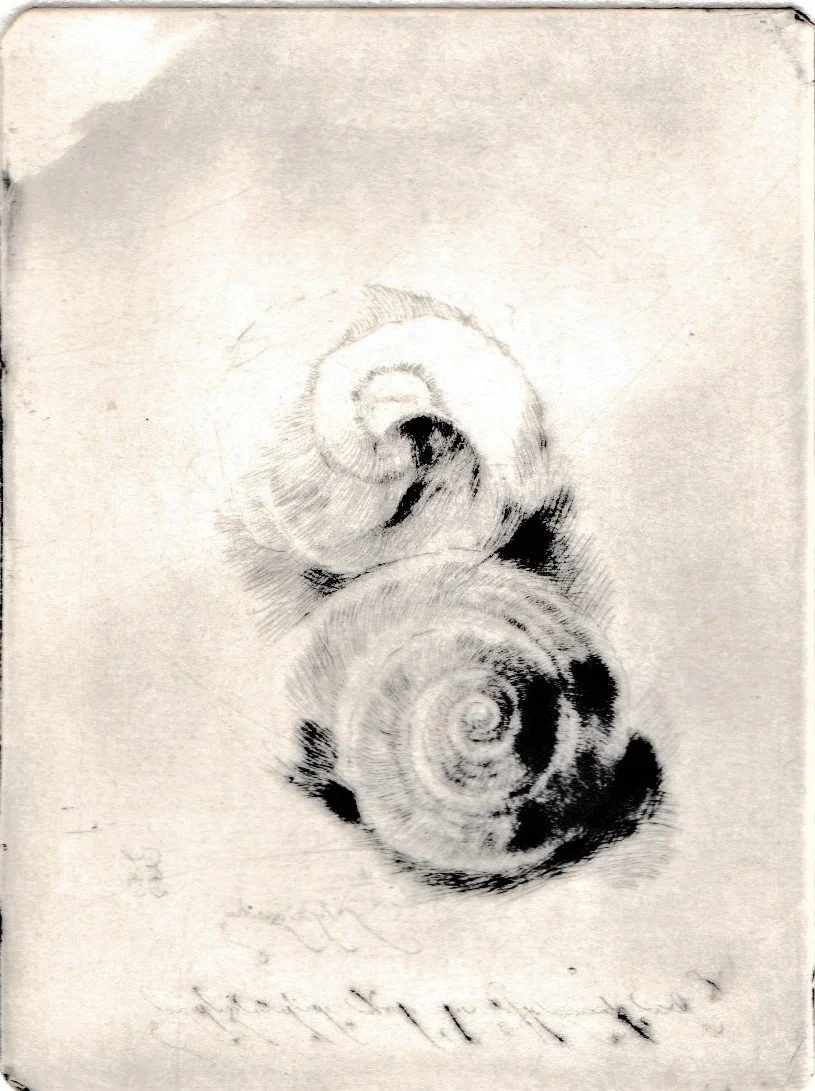 Conchiglie, 1992. Puntasecca su rame, mm 70x92