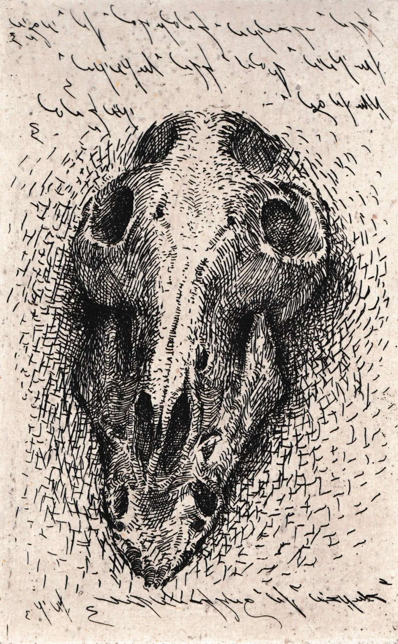 Bucranio, 1989. Acquaforte su zinco, mm 120x191