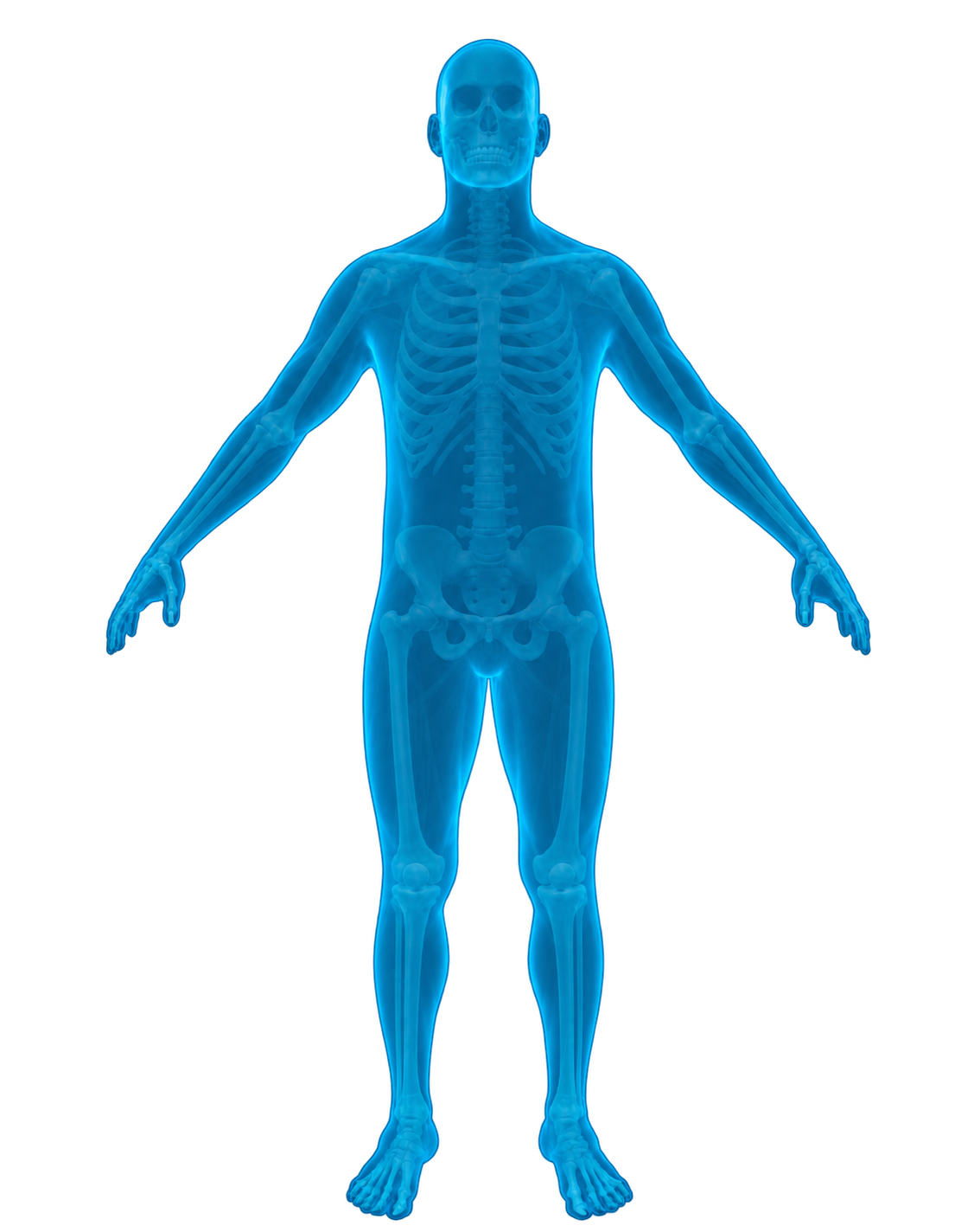 Interactive anatomical figure