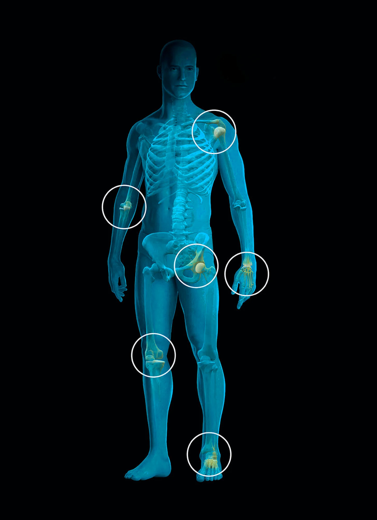 Interactive anatomical figure