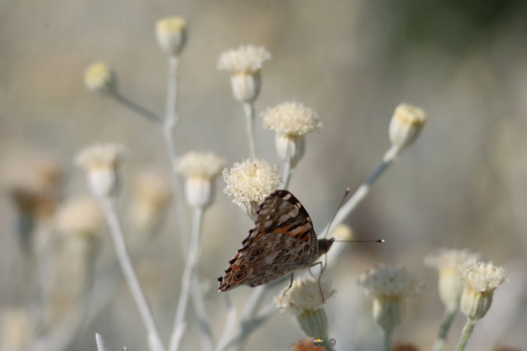 Fragile wings - spreading beauty all over