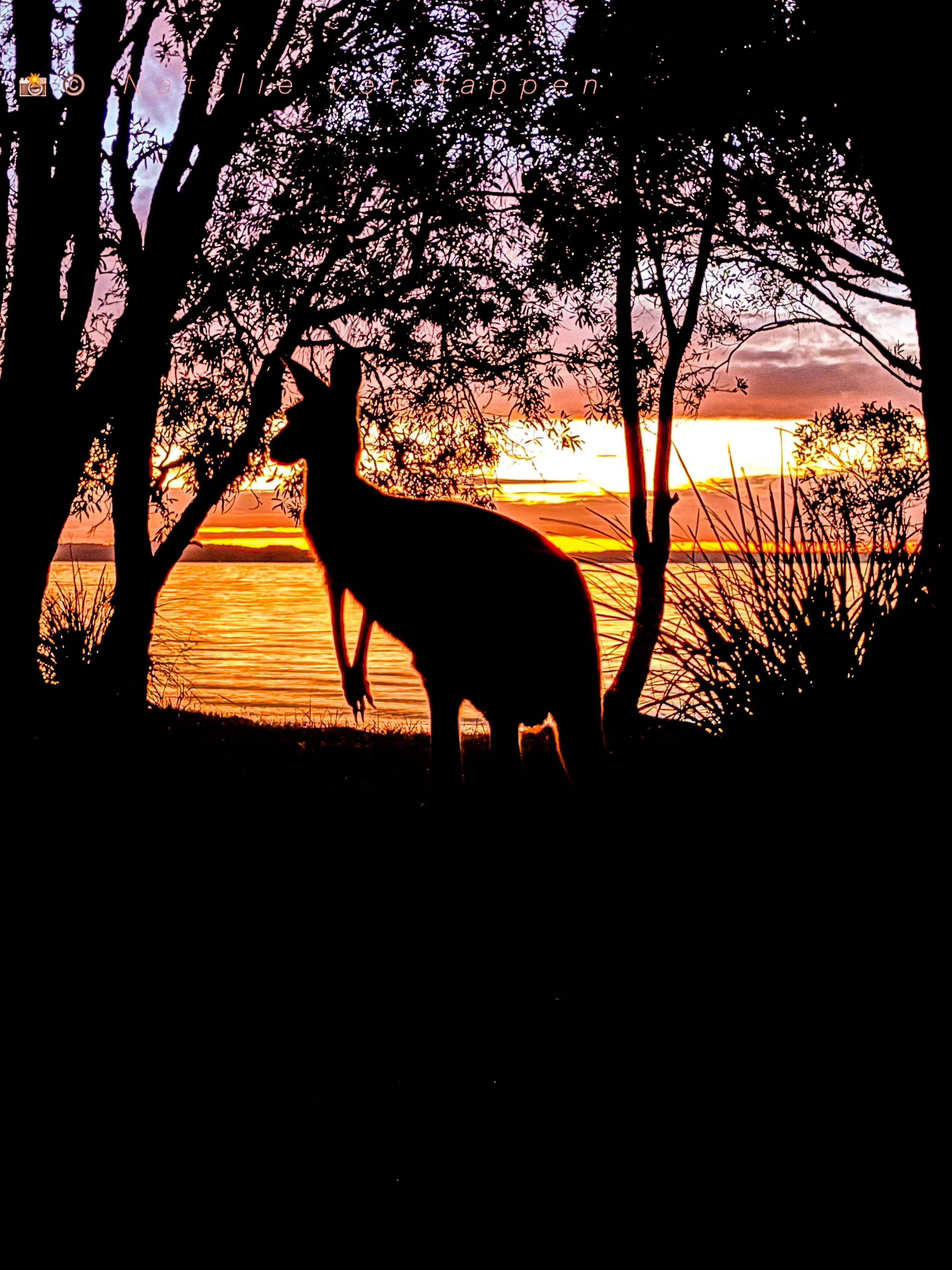Kangaroo at first daylight looking for food at the beach