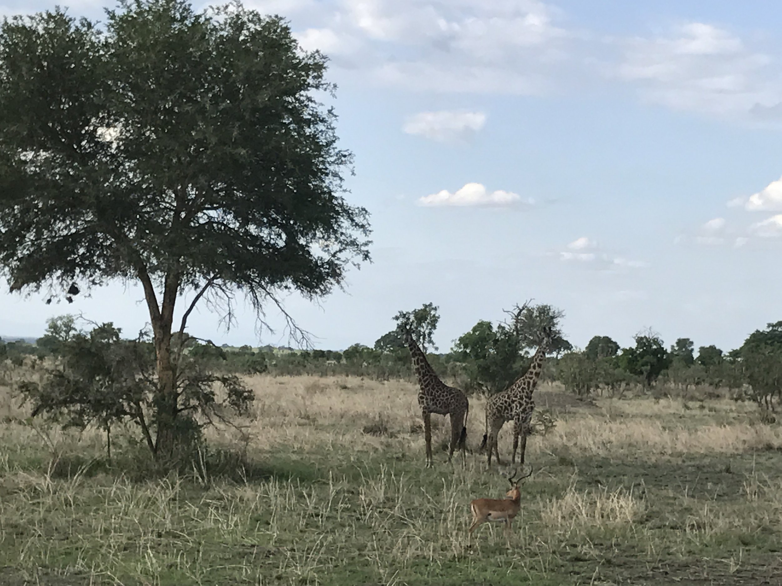 📸©️ Serenity - Natalie Verstappen - Elegance in the wild is a real thing, keep your head up high it suits you so much better - Elegantie in het wild is een echt iets, hou je hoofd omhoog, dat staat je zoveel beter