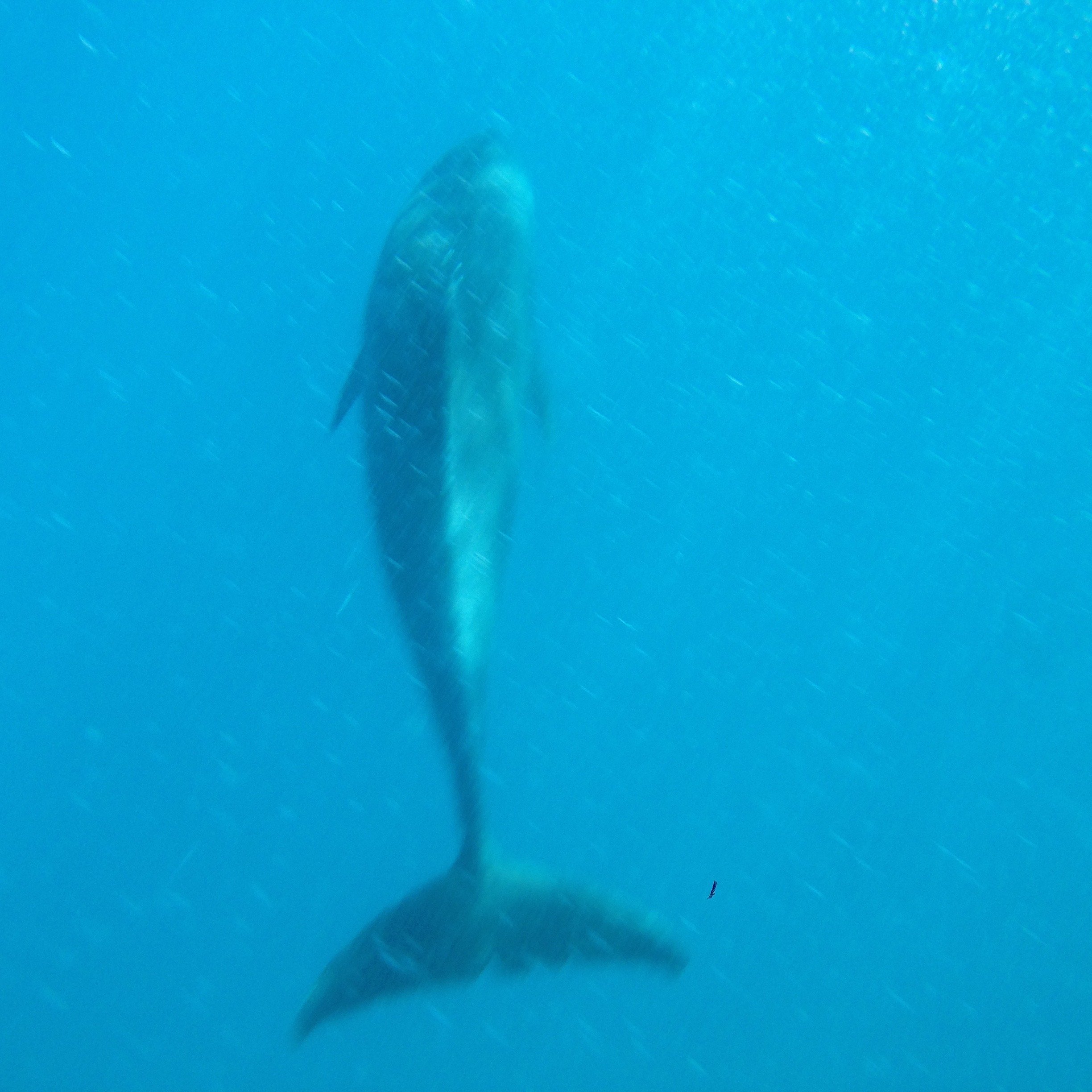 📸©️ Serenity - Natalie Verstappen - in the depth of the ocean swim dolphins, while communicating over vast distancing, these are the kindest of animals, understanding life beyond the limits of the environment we see them in - In de diepte van de oce