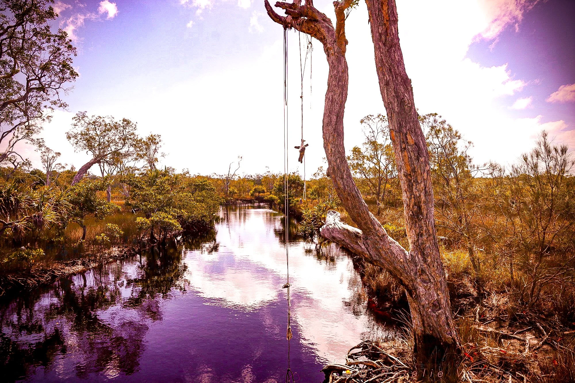 Creek with lush green and a playful swing