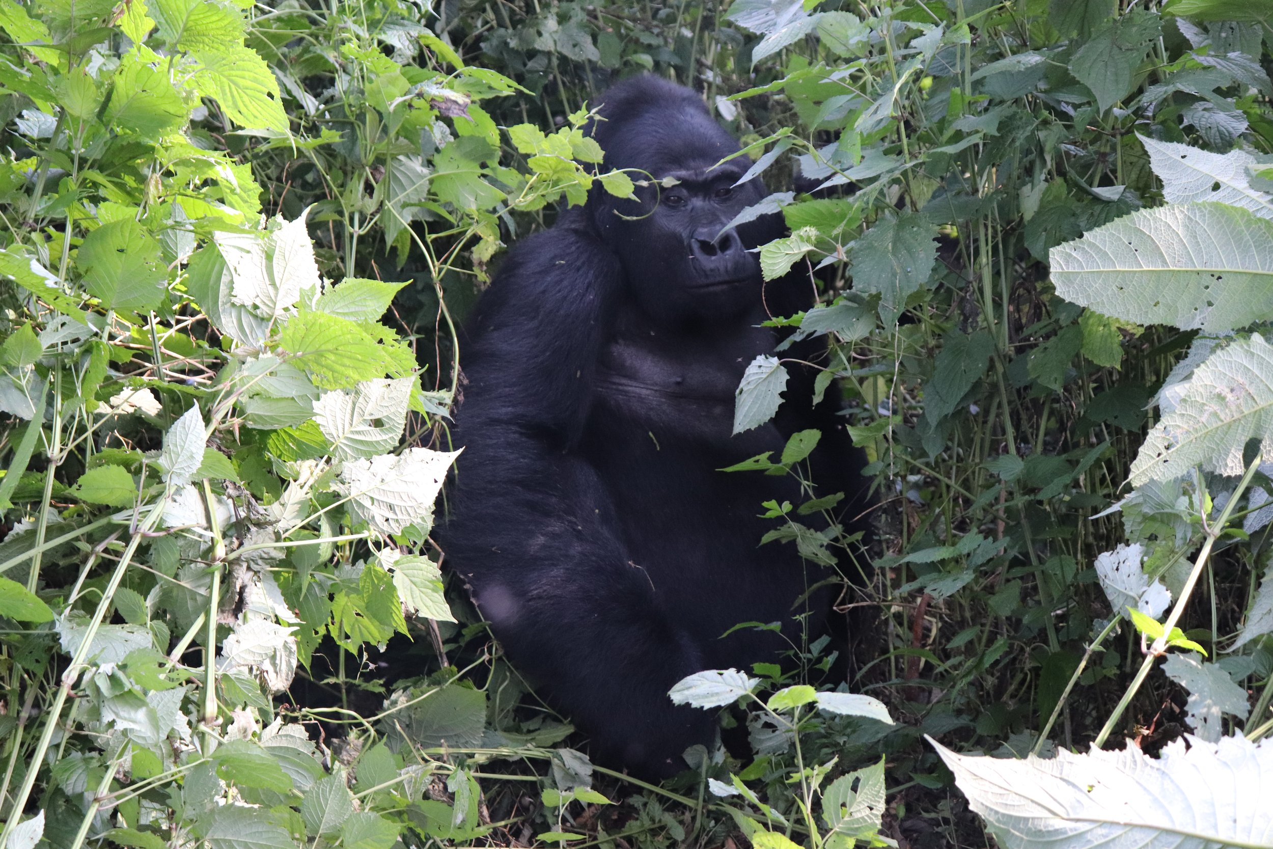 📸©️Serenity - Natalie Verstappen - The king of the mountain jungle is undoubtedly the silverback gorilla, with an unshakable peace at heart, undisturbed and a core strength like no other, to lead his family into a lifetime of happiness - De koning v