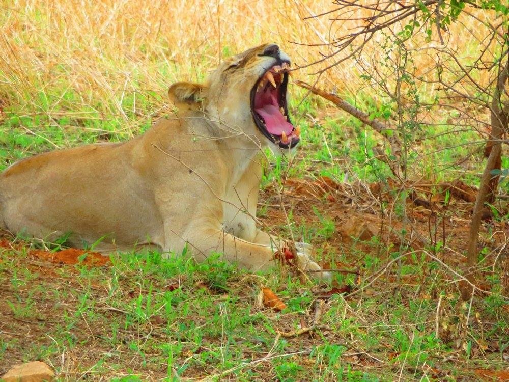 📸©️Serenity - Natalie Verstappen - The lioness, true hunter and protector of her family, sassy, strong, fearless and determined, always with unseen class that beholds a true queen only - De leeuwin, de ware jaagster en beschermster van haar familie,