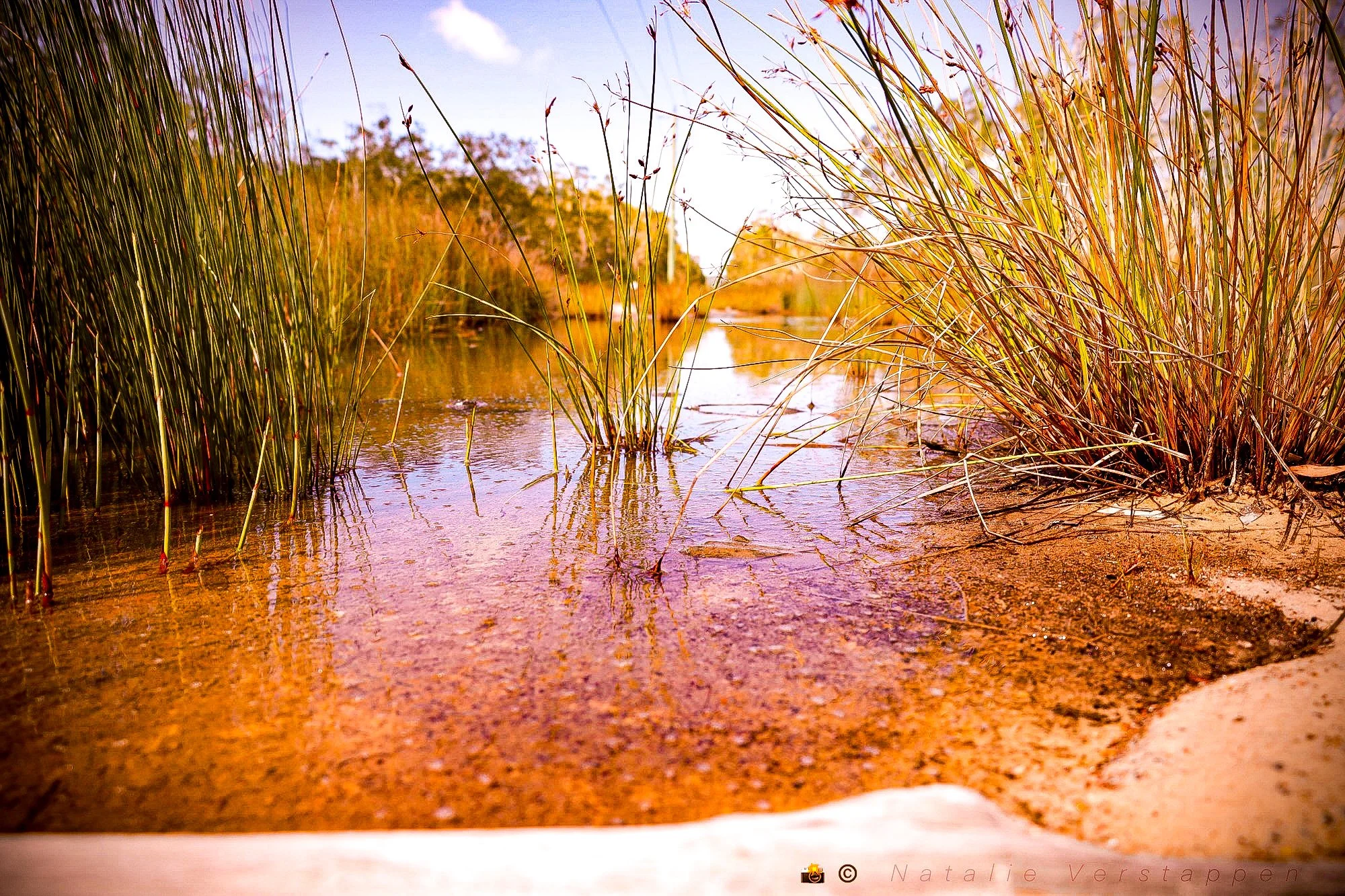 Grass covered road in a puddle of water