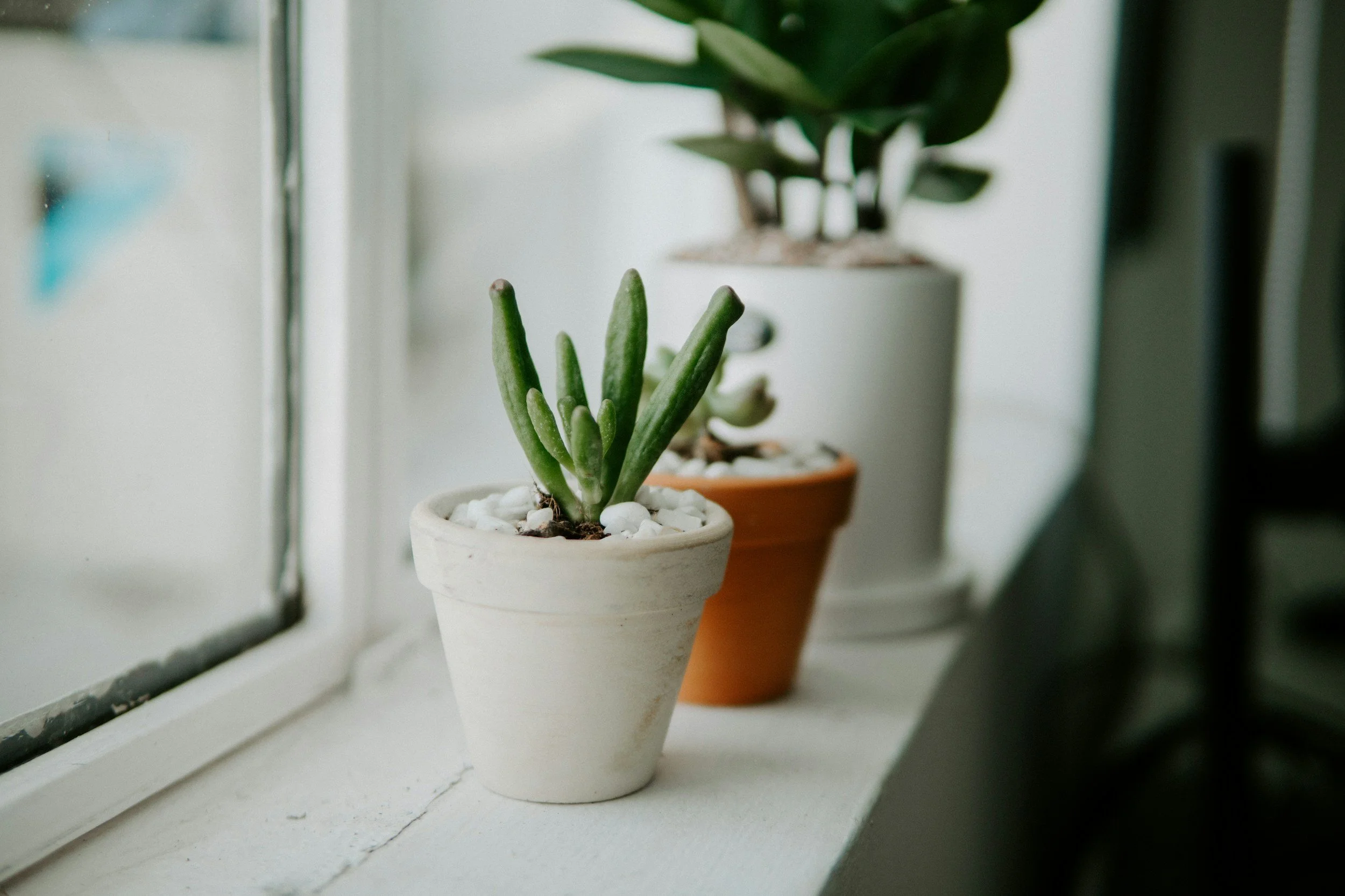Two potted succulents on a windowsill, one in a white pot and the other in a terracotta pot, with a larger plant in a white pot in the background.