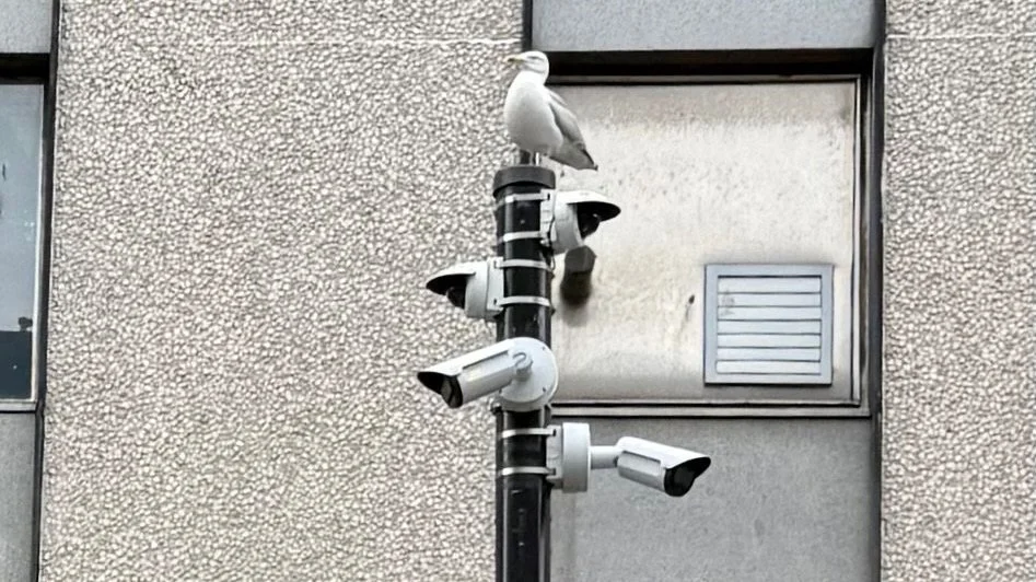 Image of a seagull resting on top of a traffic light post at a pedestrian crossing. On the post are two ANPR cameras and two CCTV cameras facing in opposite directions which are used to enforce the low emissions zone in Dundee city centre
