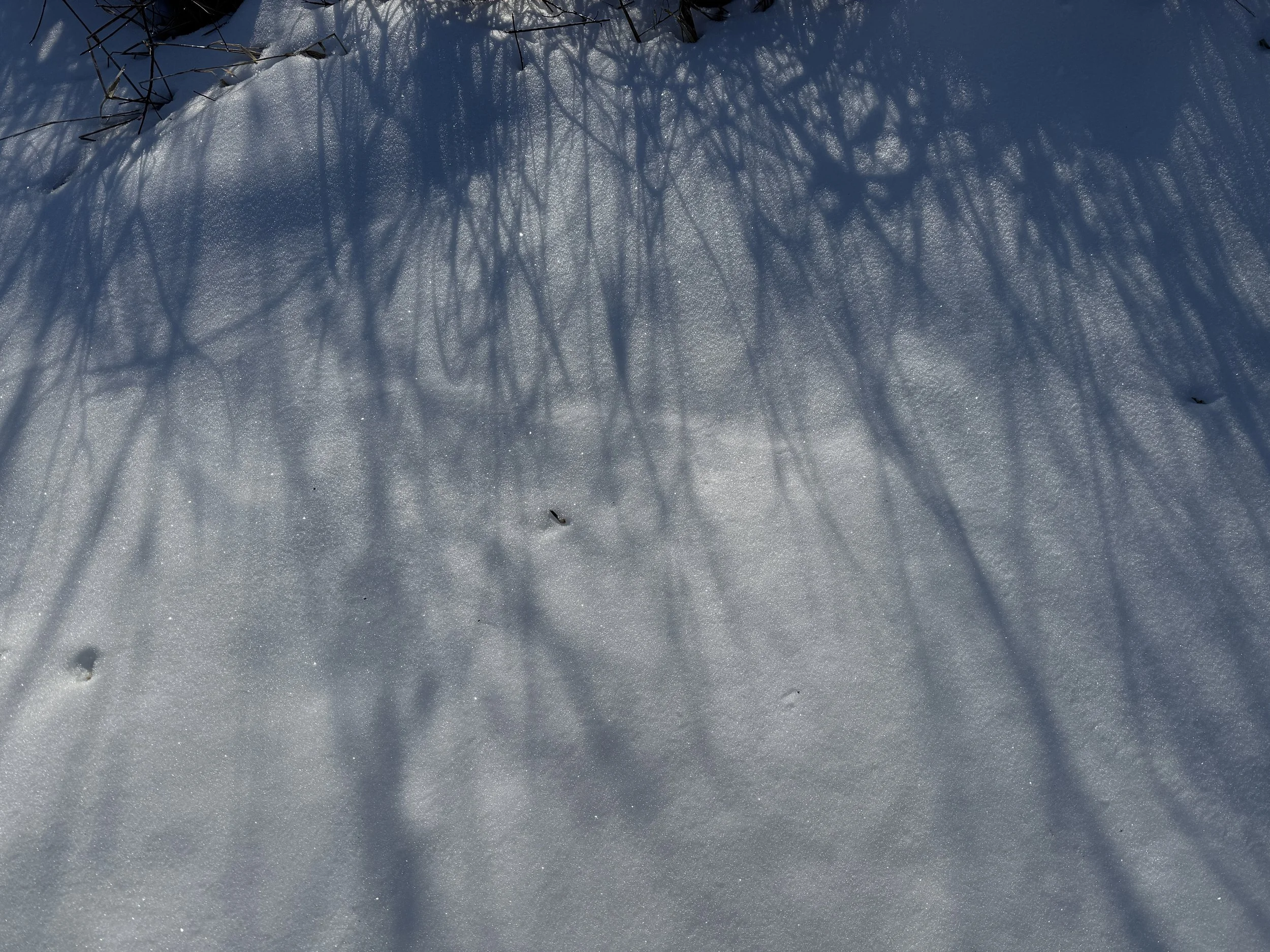 The Soft Path: Heart & Plant Walks - Ann Arbor - March 11, 2026