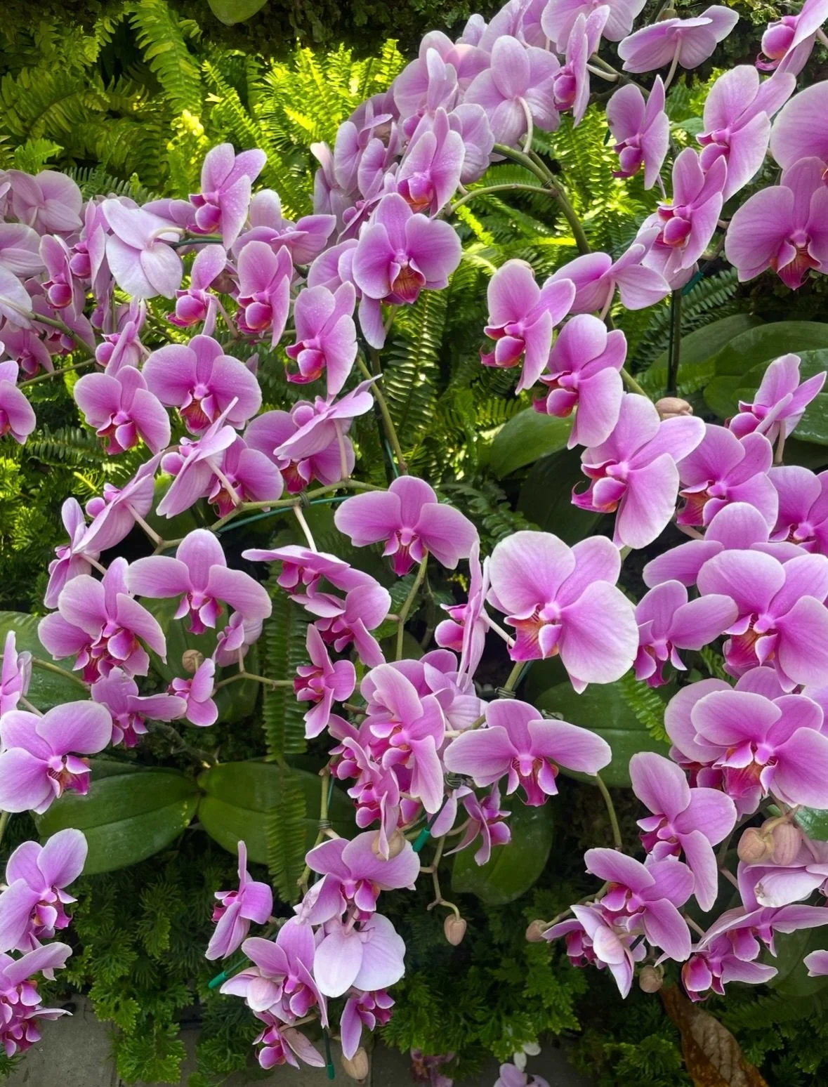 Back when I lived in India &amp; popped over to Thailand &amp; went to the Chiang Mai Flower Festival &mdash; how have I never shared photos from this omg look at these orchids